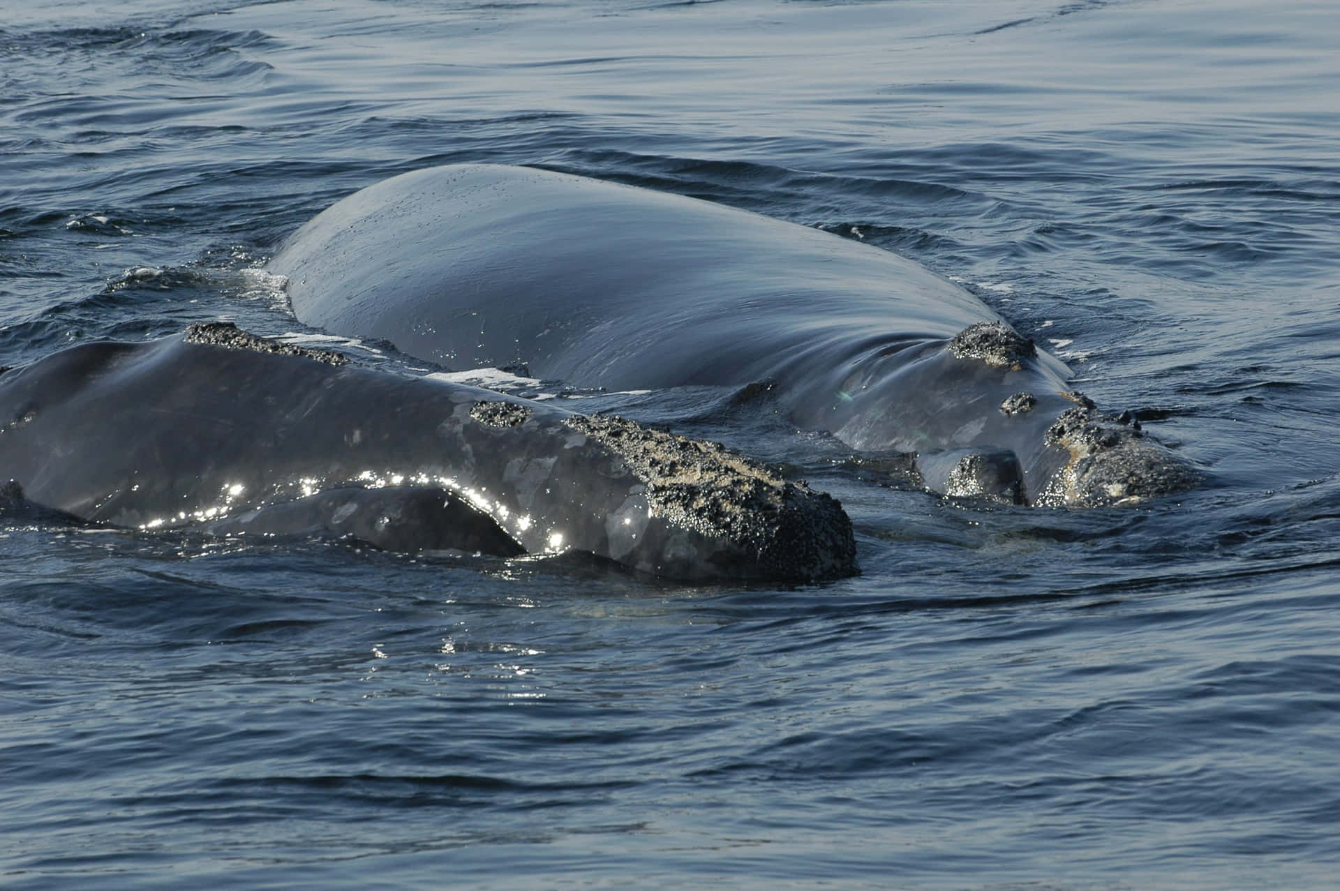 Immaginedi Balene Dell'atlantico Settentrionale