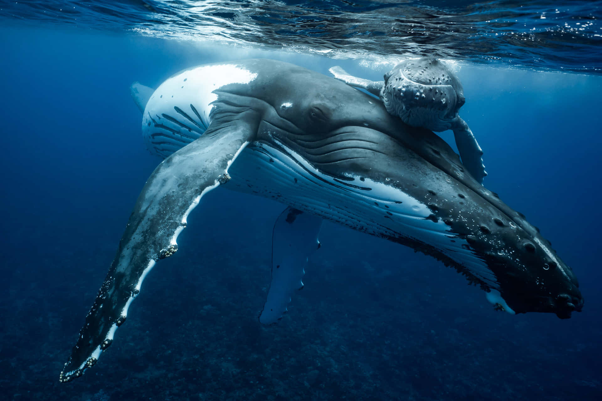 Immaginedi Una Madre E Un Cucciolo Di Balena Corvetta
