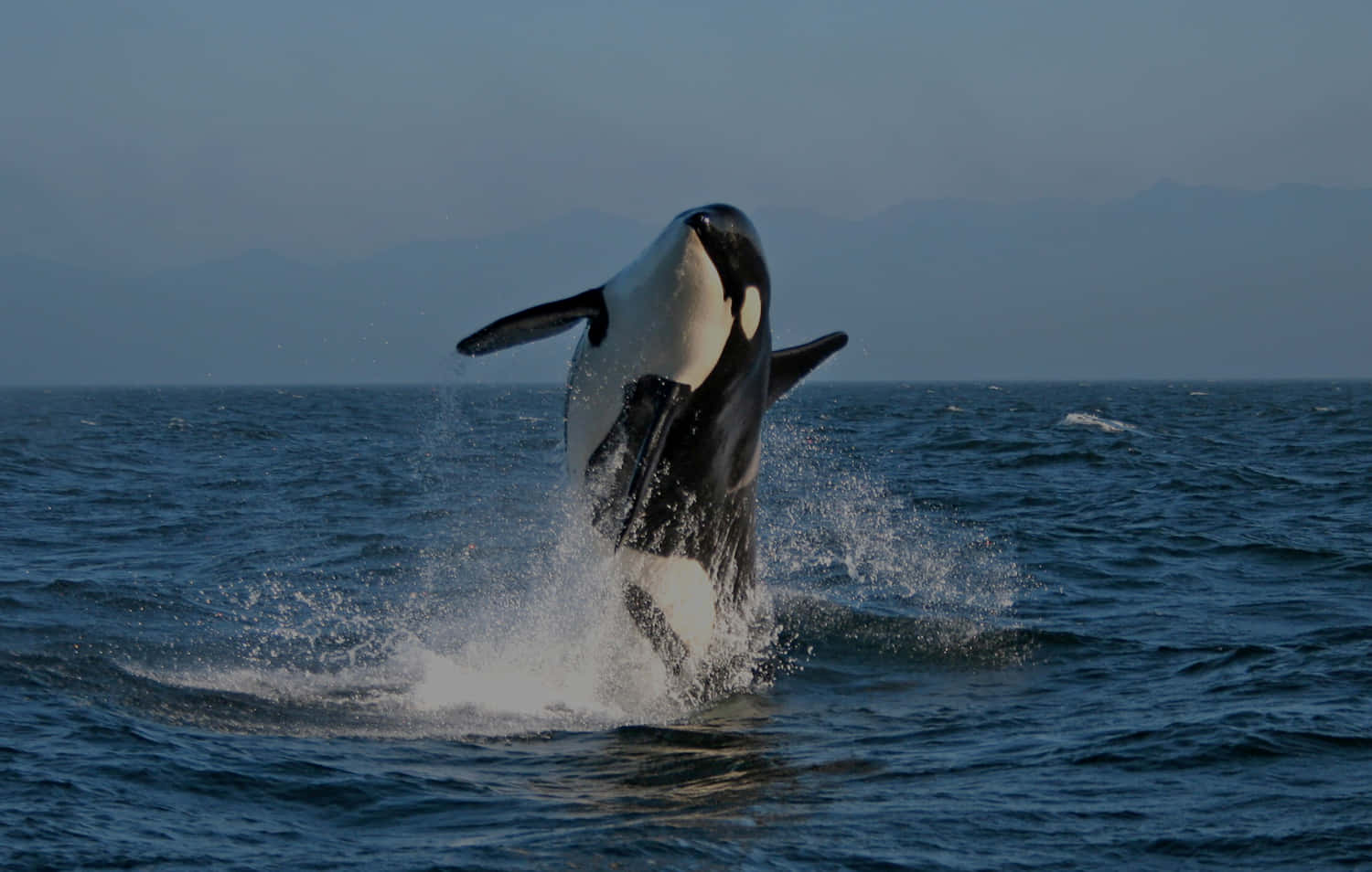 Jumping Killer Whale Picture