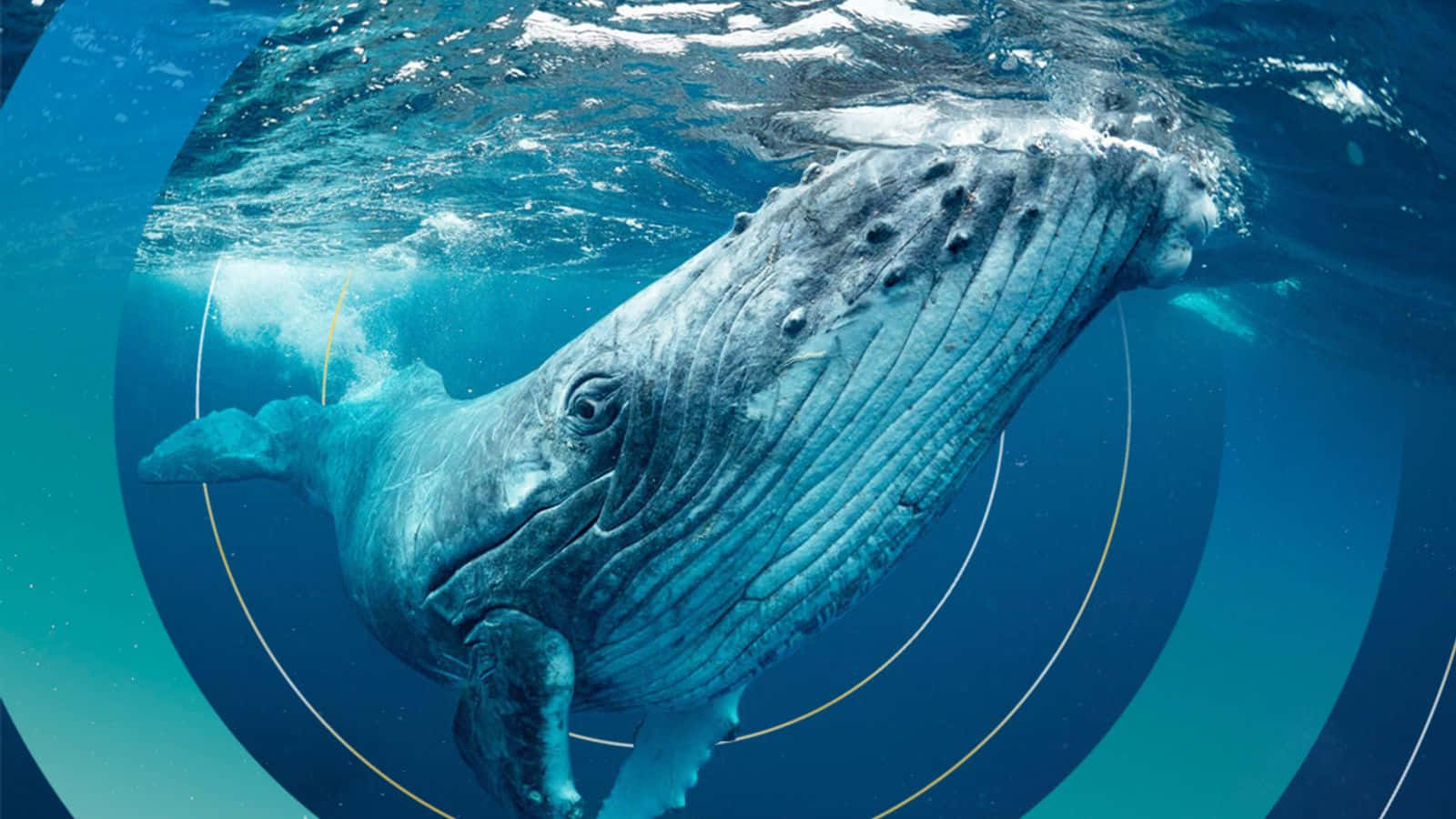 Fotodi Balene Circondate Da Cirripedi