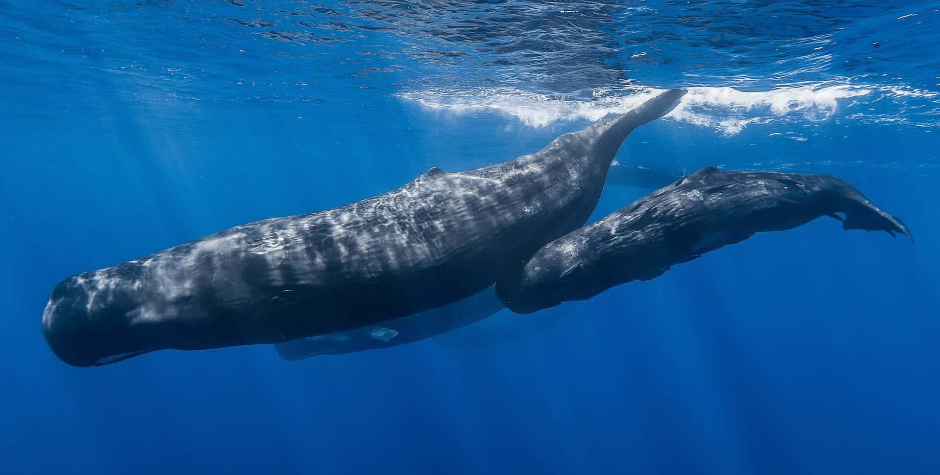 Unamaestosa Balena Nuota Nelle Profondità Dell'oceano.