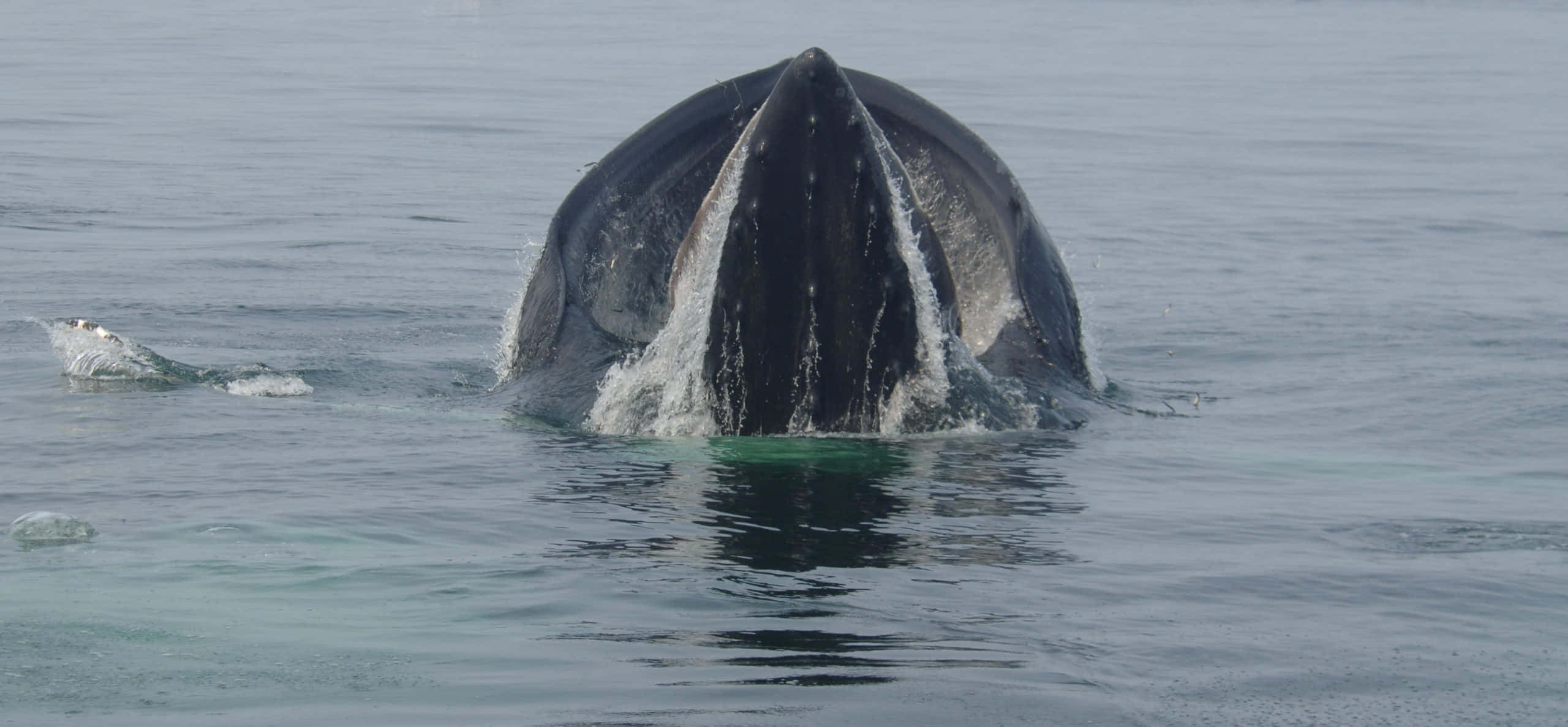 Immaginedel Corpo Di Una Balena
