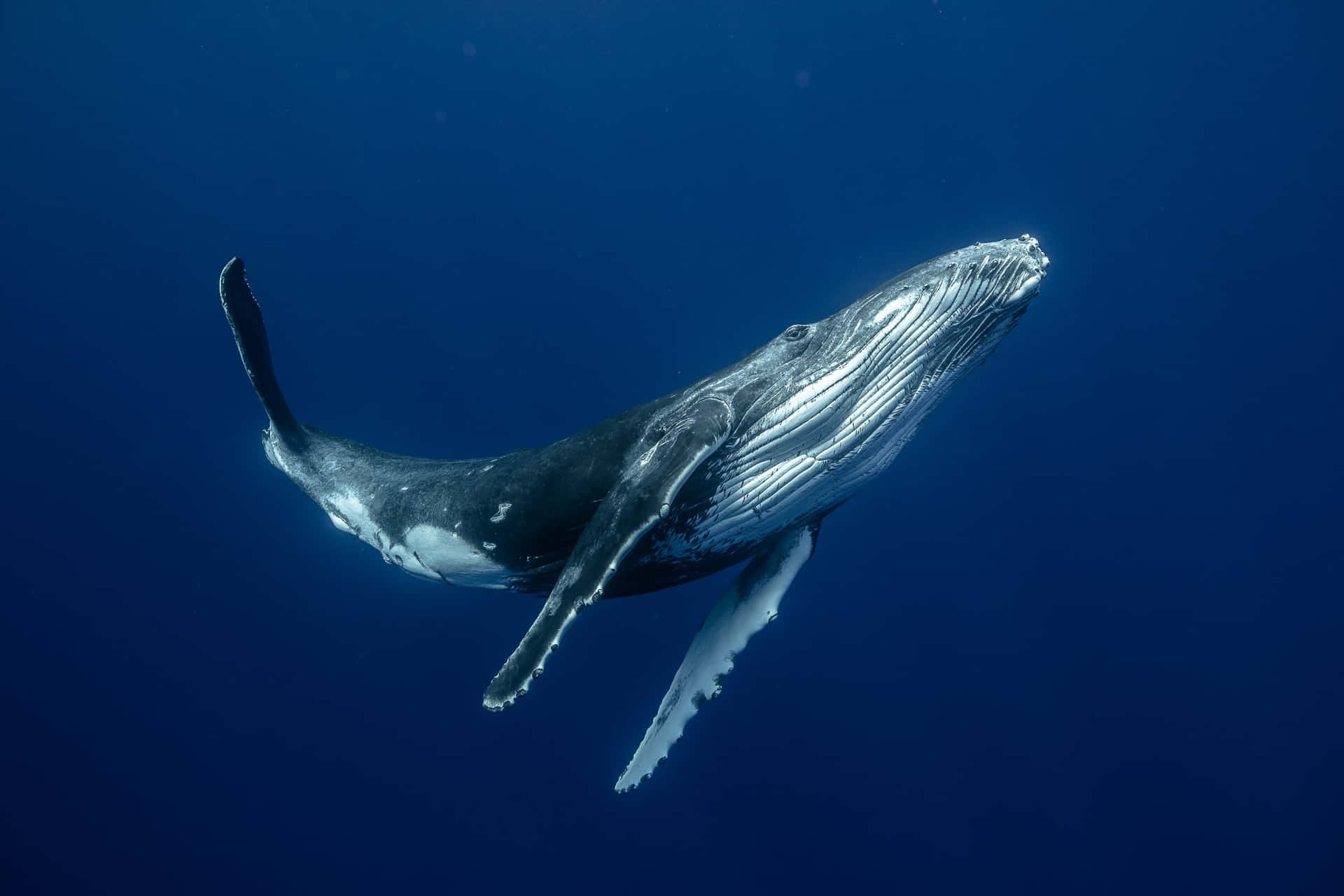 Immaginedi Una Balena Nell'oceano Blu Scuro.