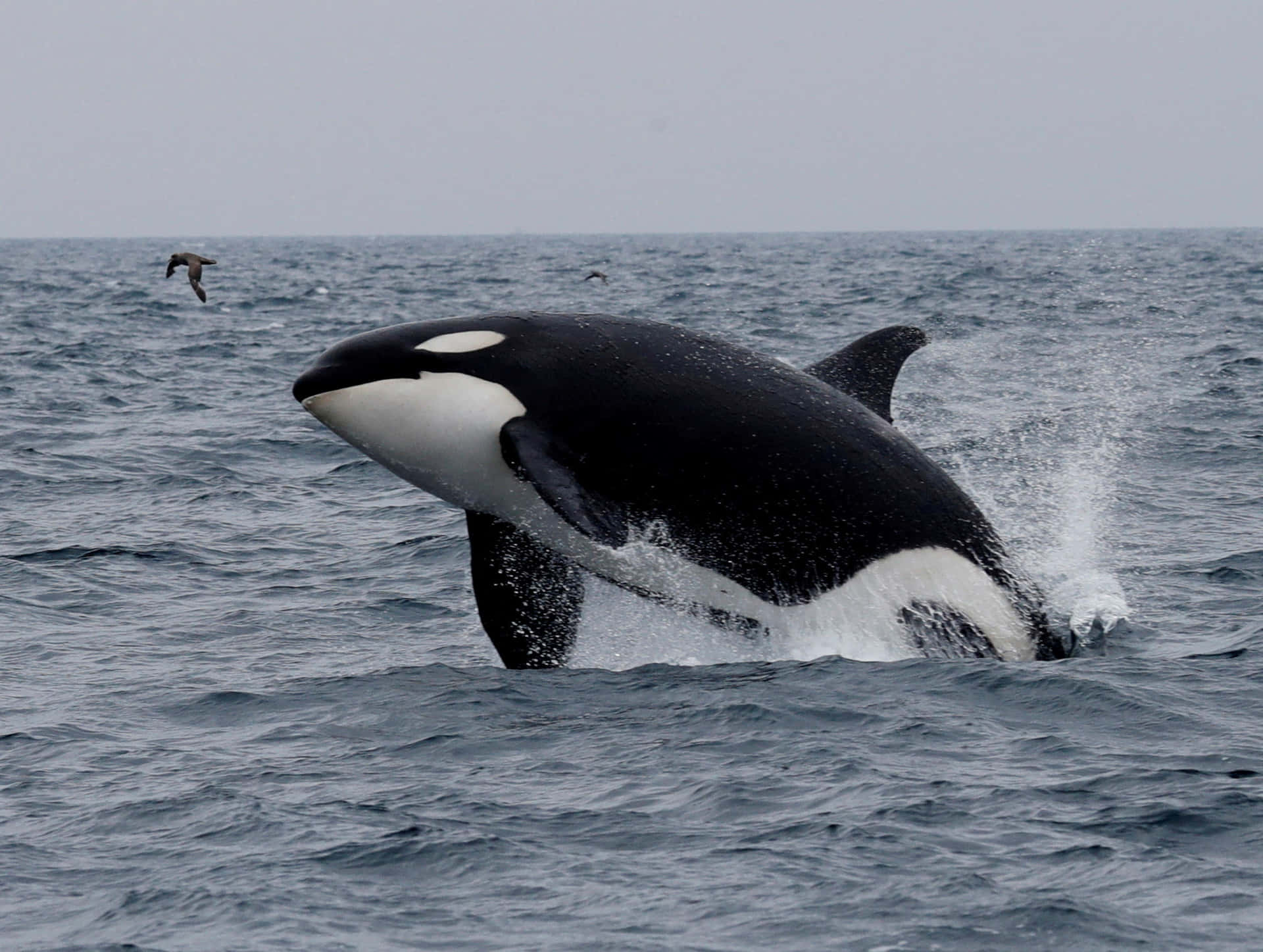 Imagende Una Orca Asesina En Blanco Y Negro.