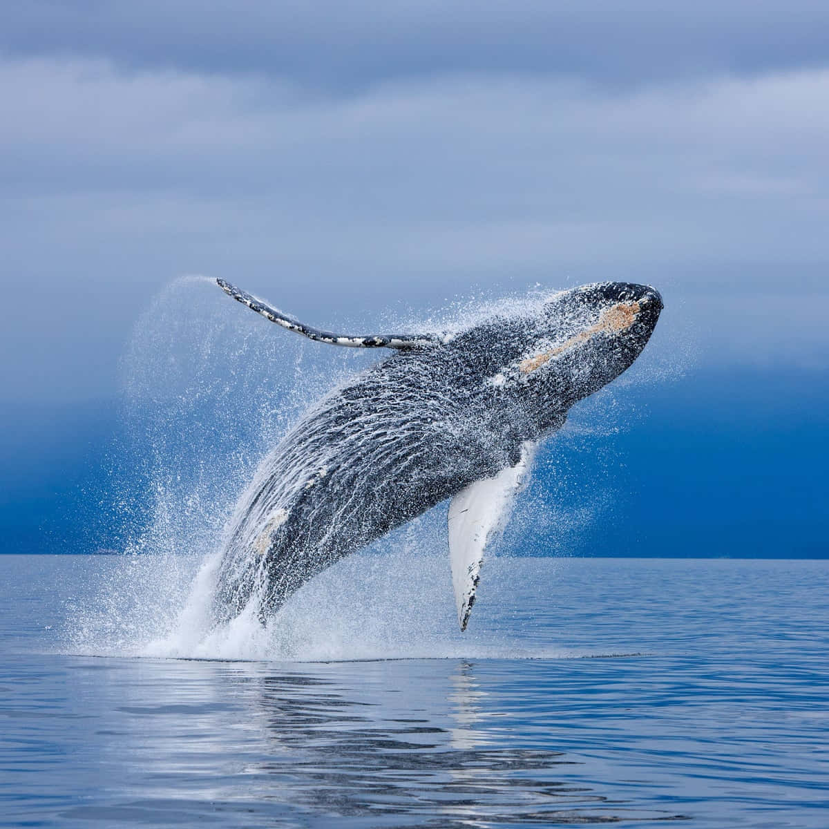 Whale Jump Picture