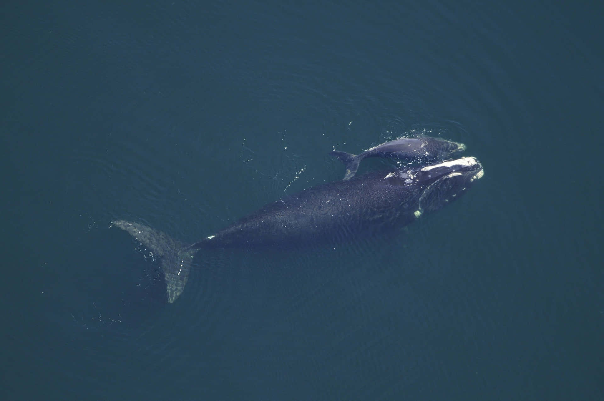 Mother And Baby Whale Picture
