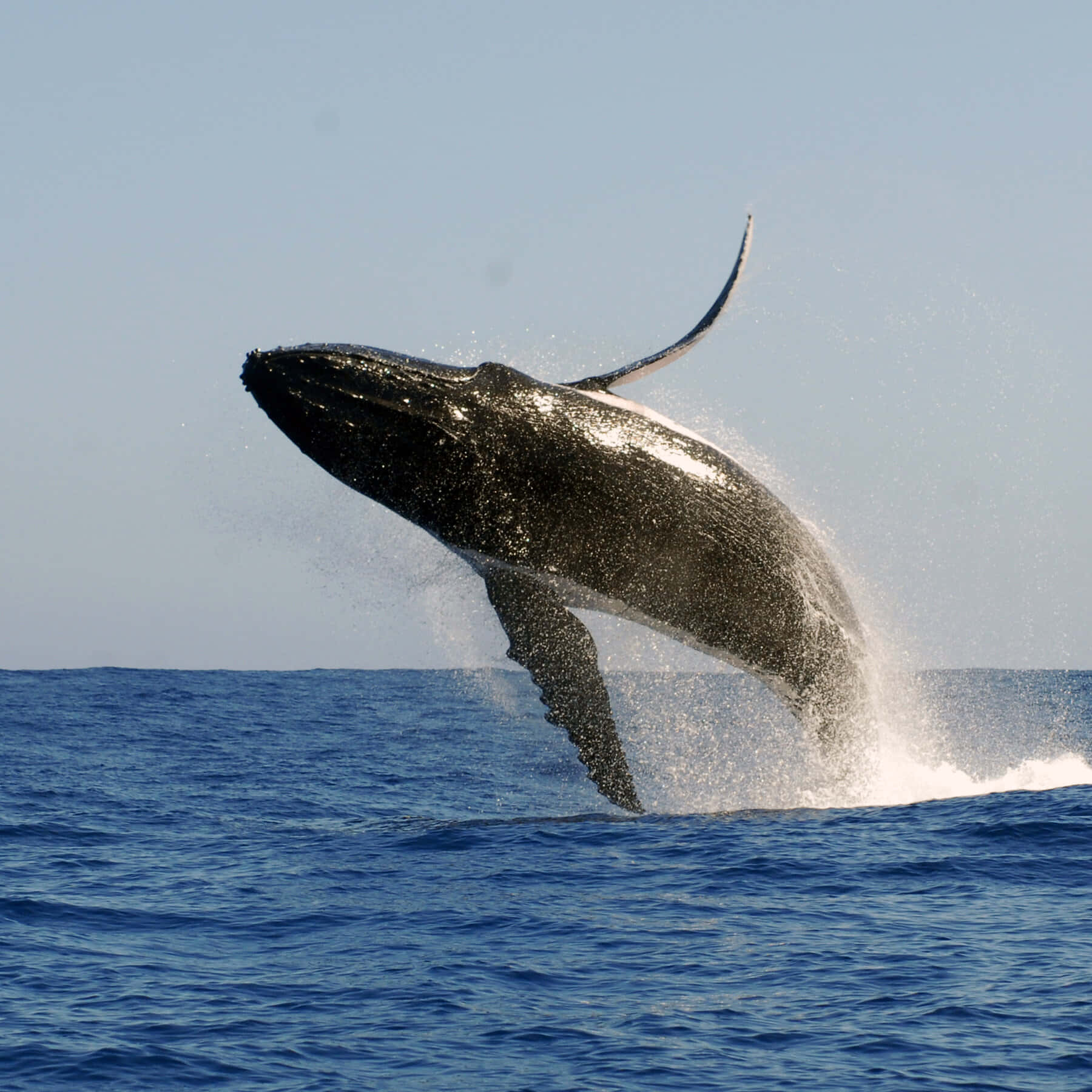 Black Whale Picture