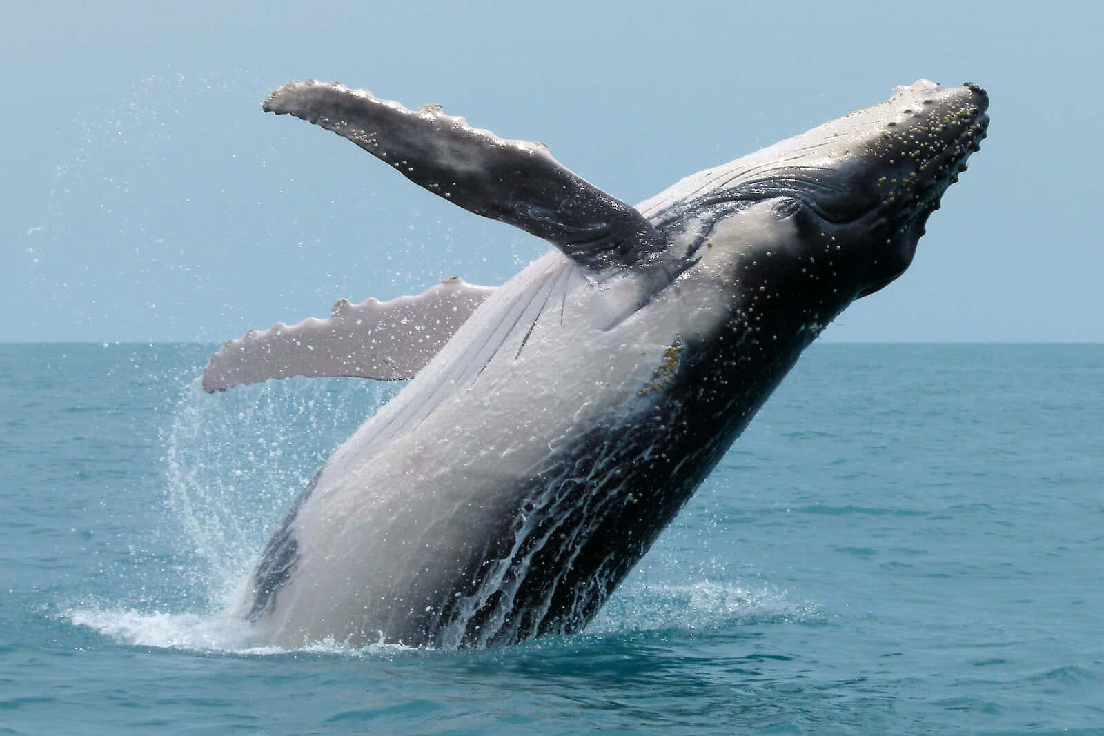 Unamaestosa Balena Gobba Che Sfreccia Attraverso L'oceano Blu Profondo.