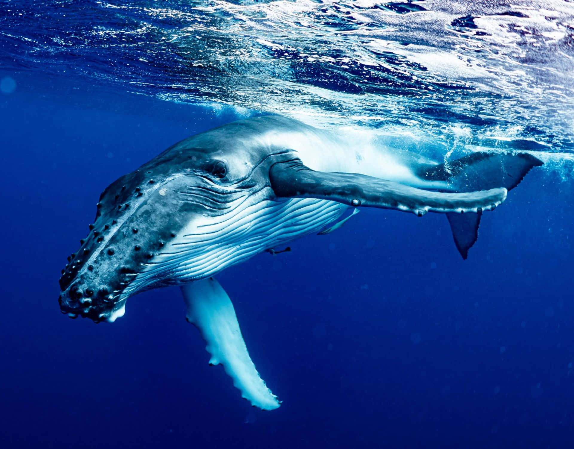 Erlebensie Die Schönheit Und Größe Des Mächtigen Wals In Seinem Natürlichen Lebensraum
