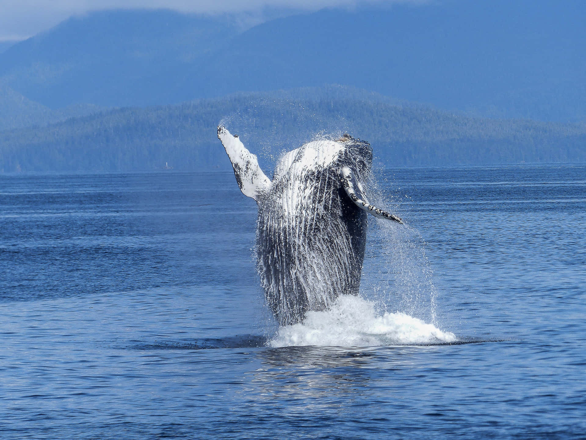 Humpback Whale Picture
