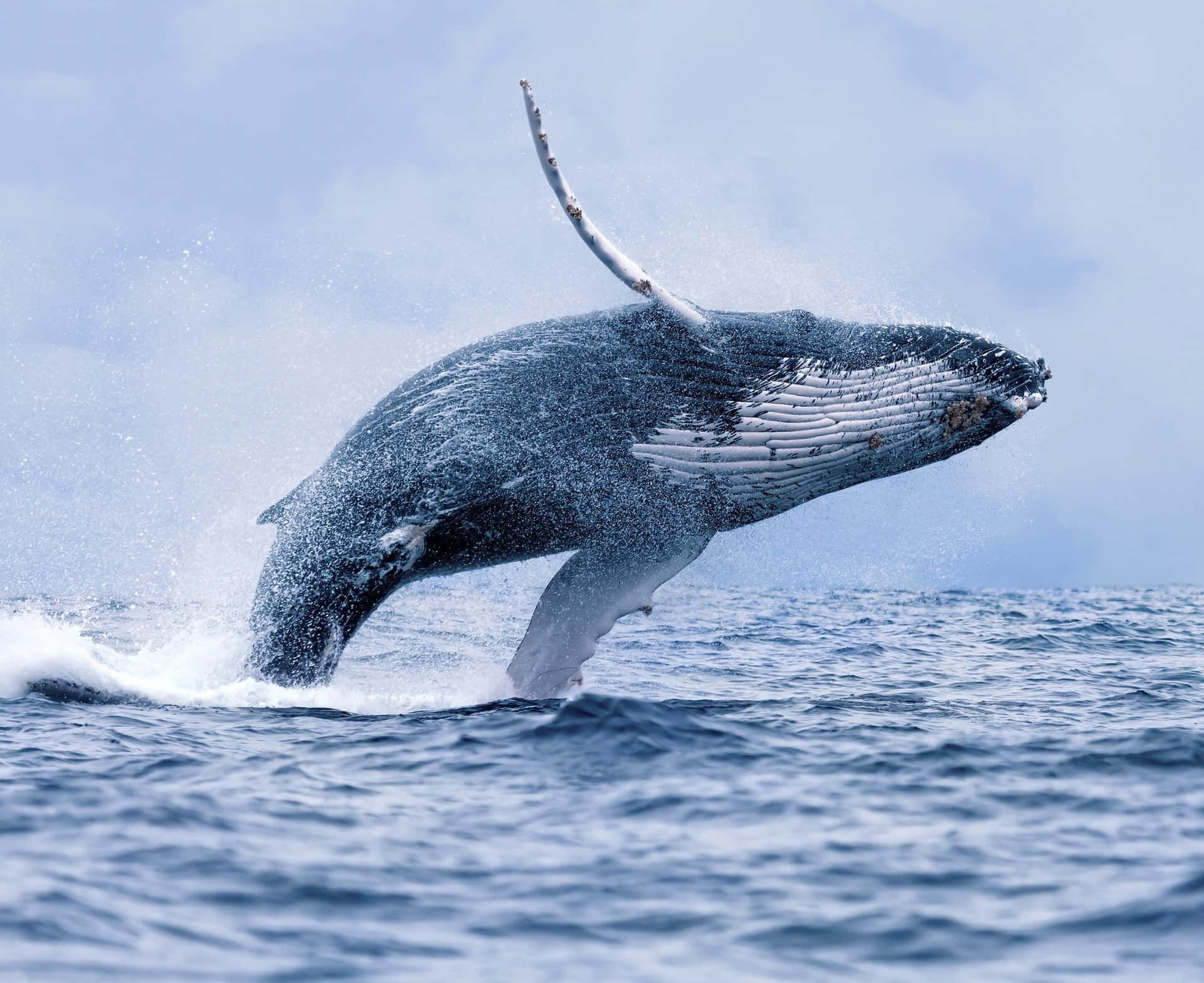 Einabenteuerlicher Wal Erkundet Das Tiefblaue Meer.