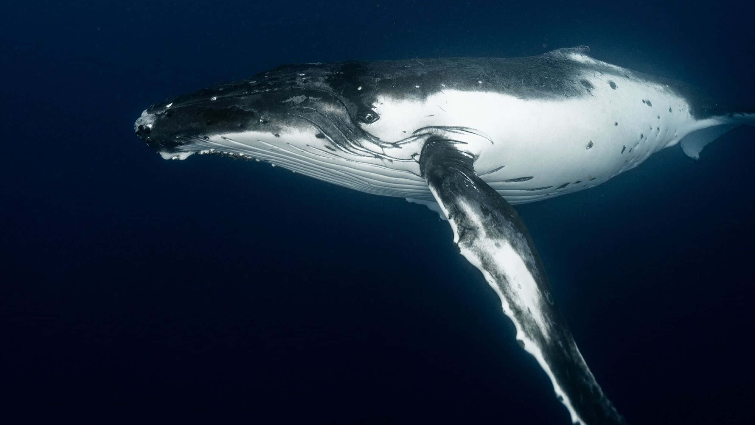 Immaginedi Una Balena Nell'oceano Scuro