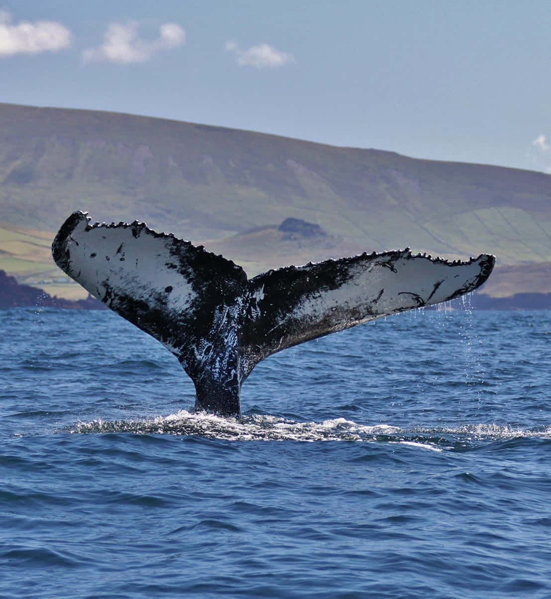 Whale White Black Tail Picture
