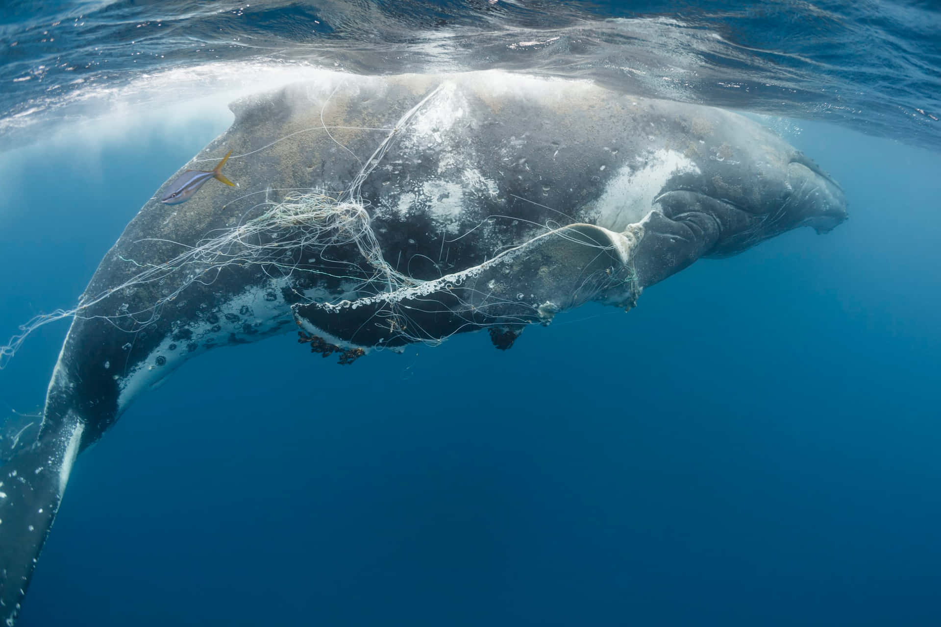 Whale Net Picture