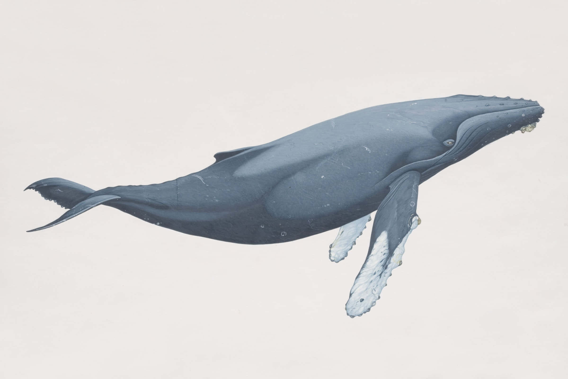 Whale Art Picture
