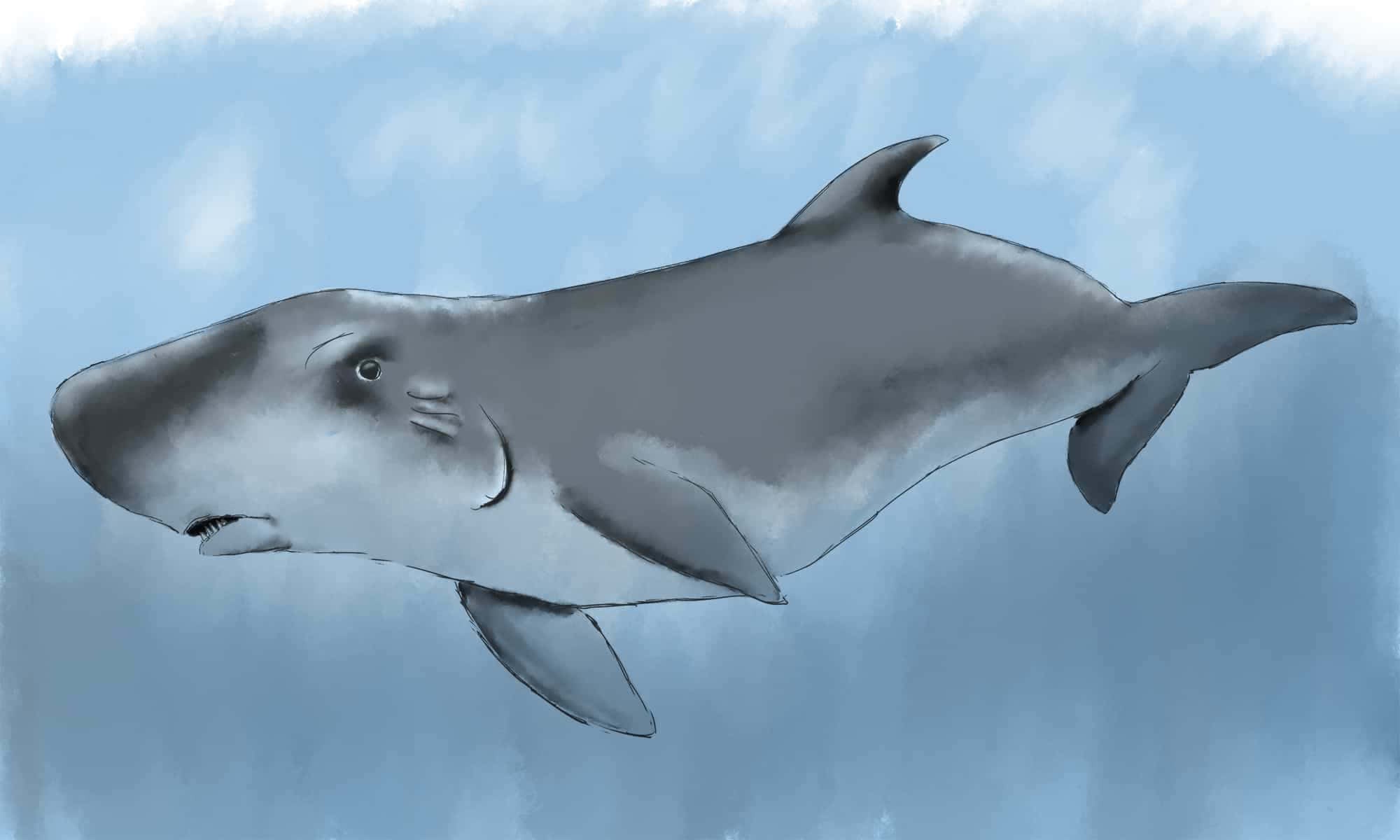 Grey Whale Art Picture