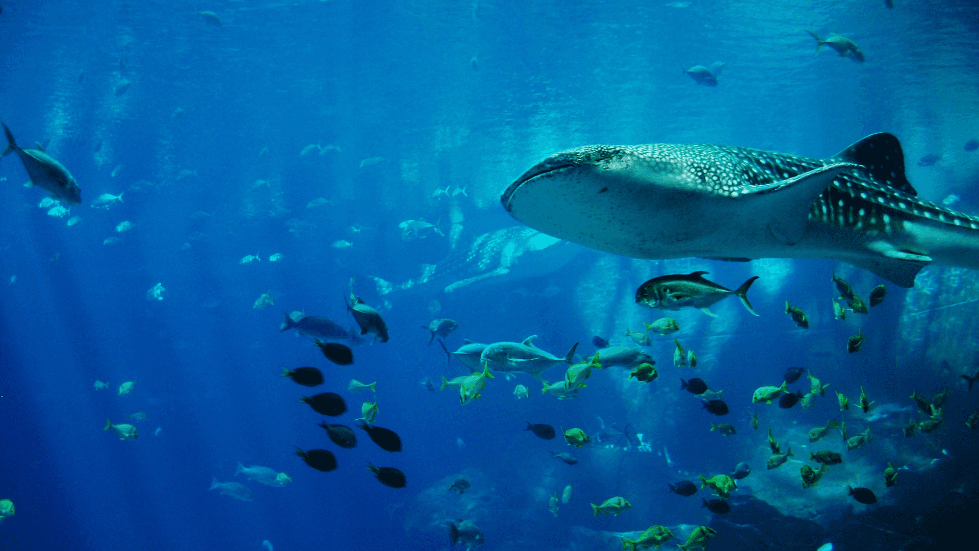 Whale Shark Aquarium Experience
