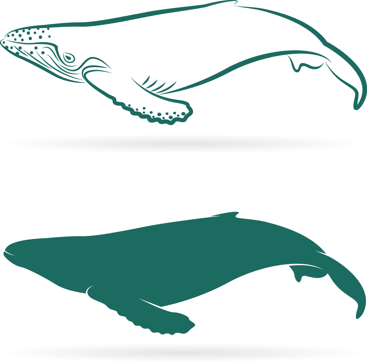 Whale Shark Comparison Graphic PNG