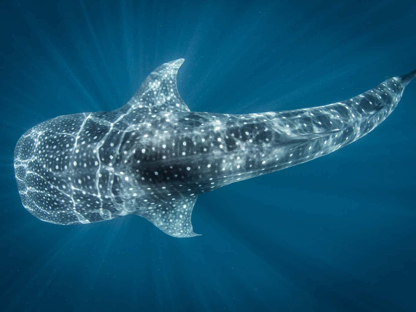 Whale Shark Picture
