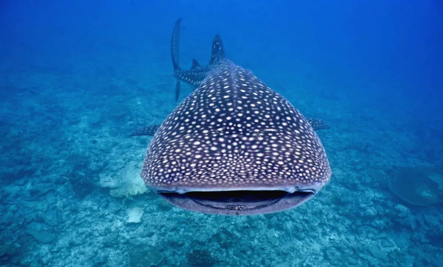 Majestic Whale Shark swimming near coral reef