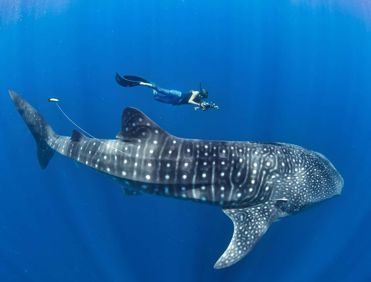 A Woman Is Scuba Diving With A Whale Shark
