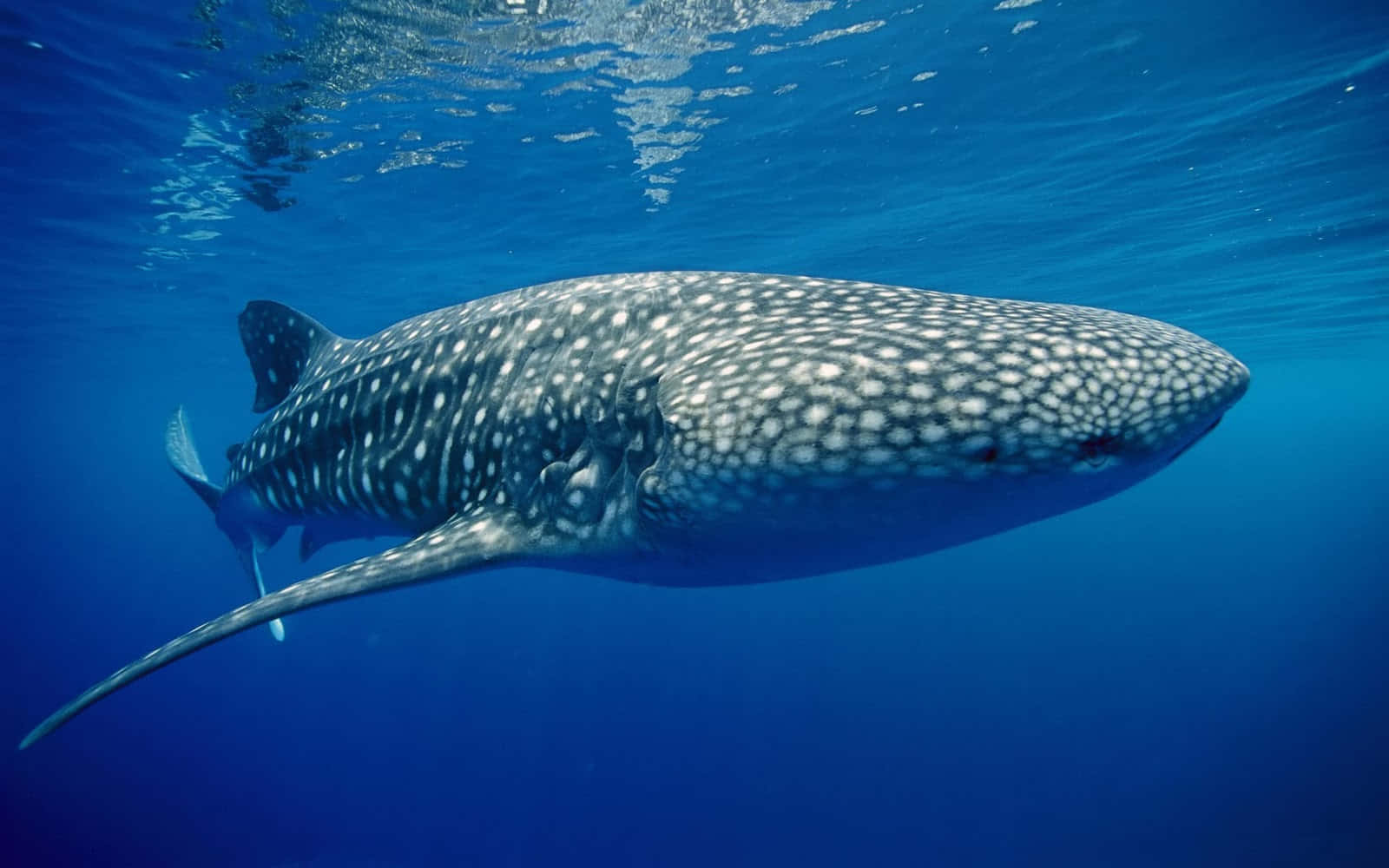 People Snorkeling with Whale Sharks