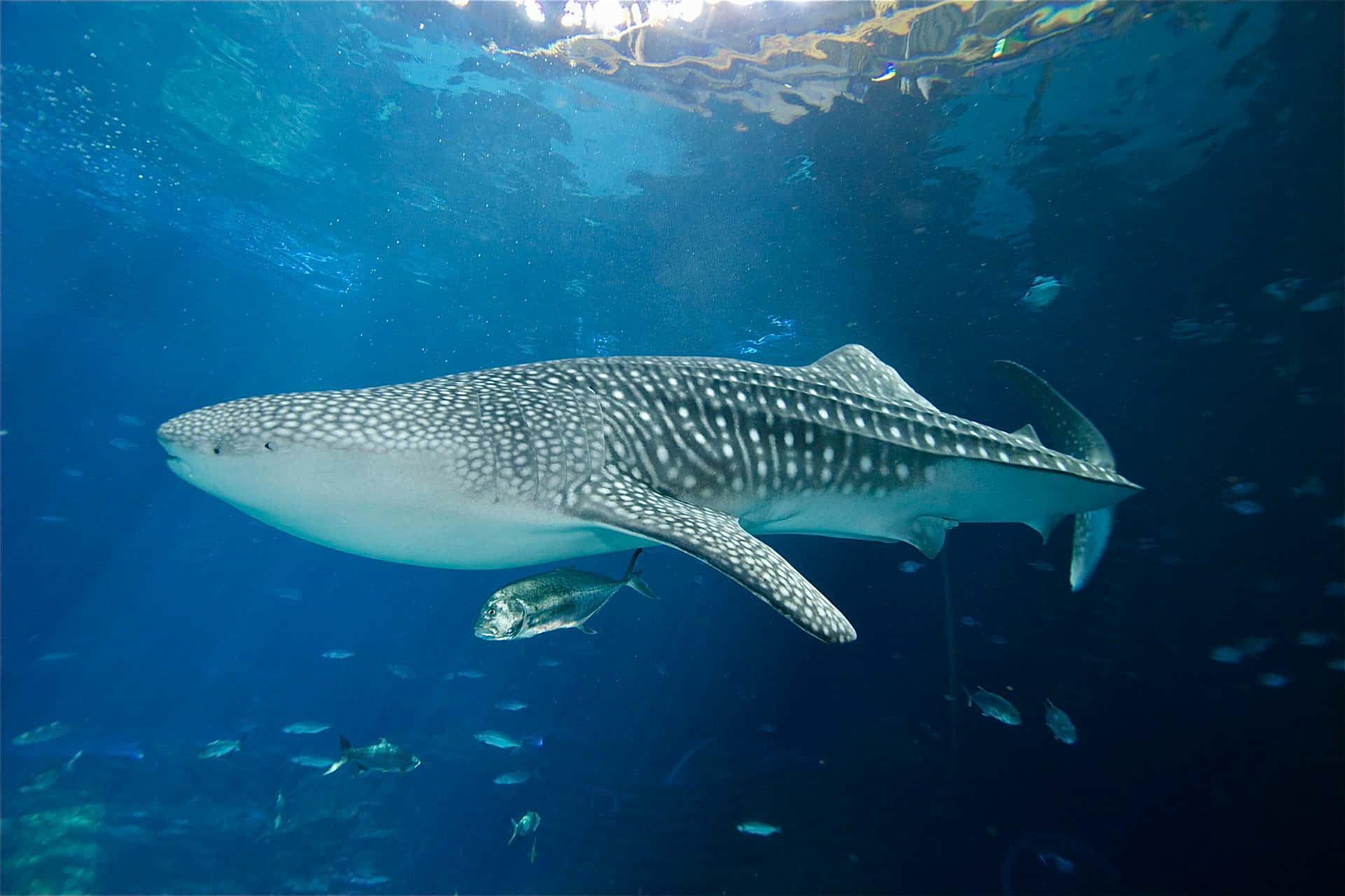 A majestic Whale Shark swimming peacefully in its natural ocean habitat.