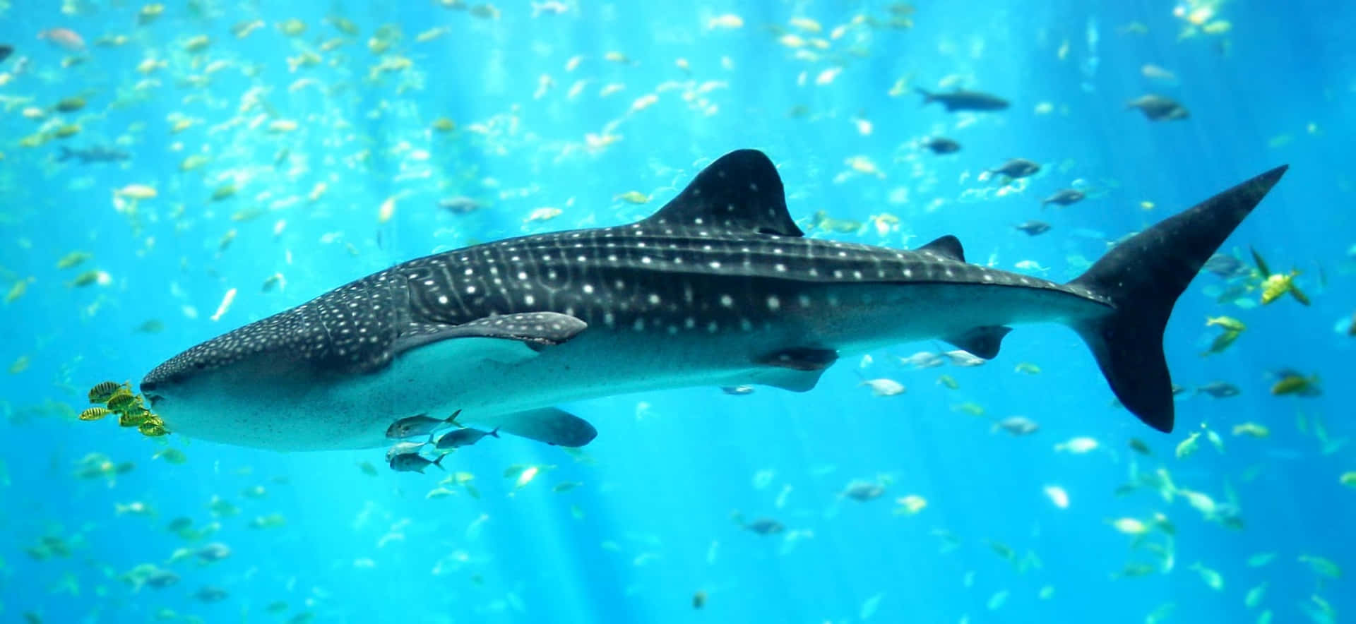 Image  A close-up of a Whale Shark in an aquatic environment