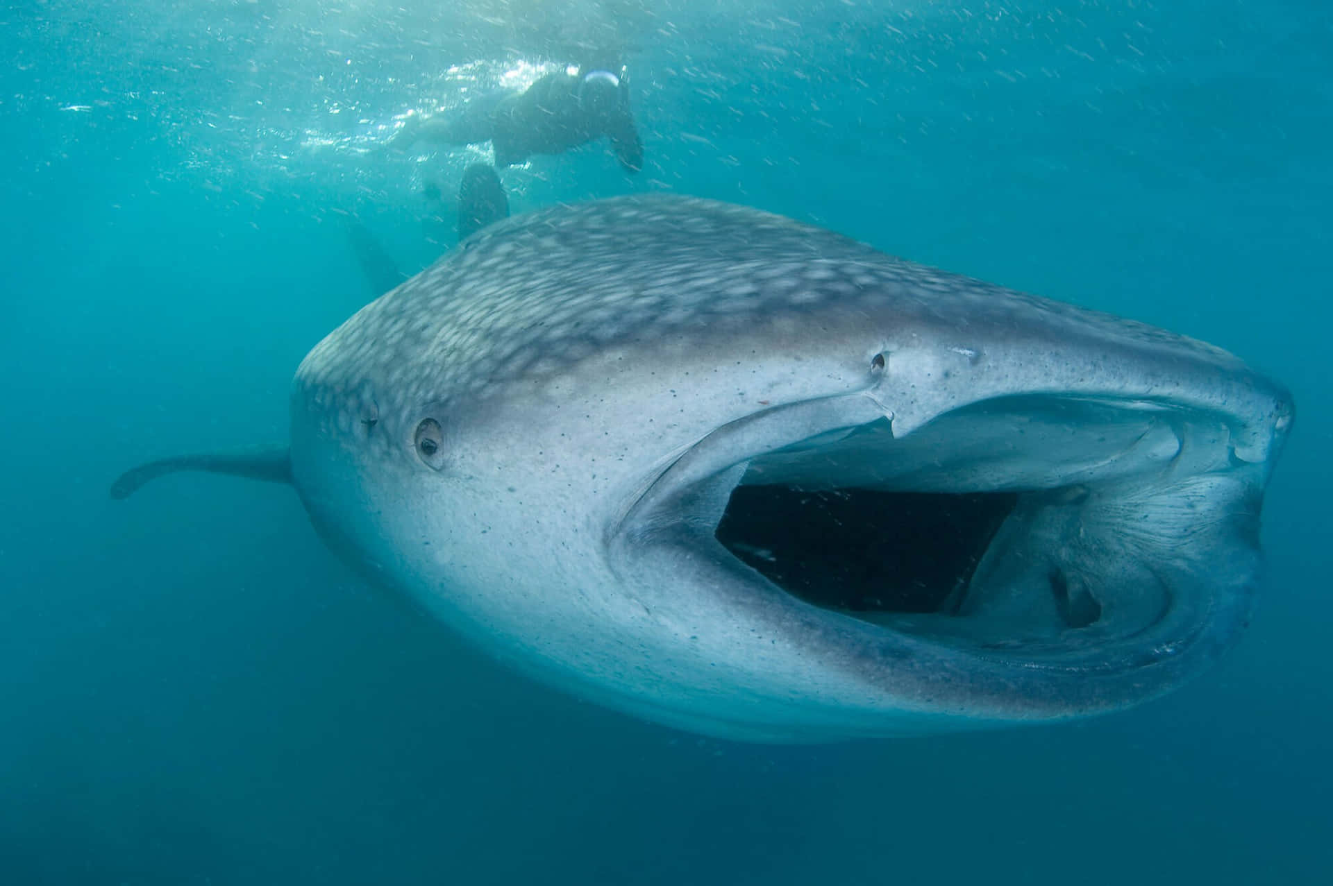 A Whale Shark With Its Mouth Open
