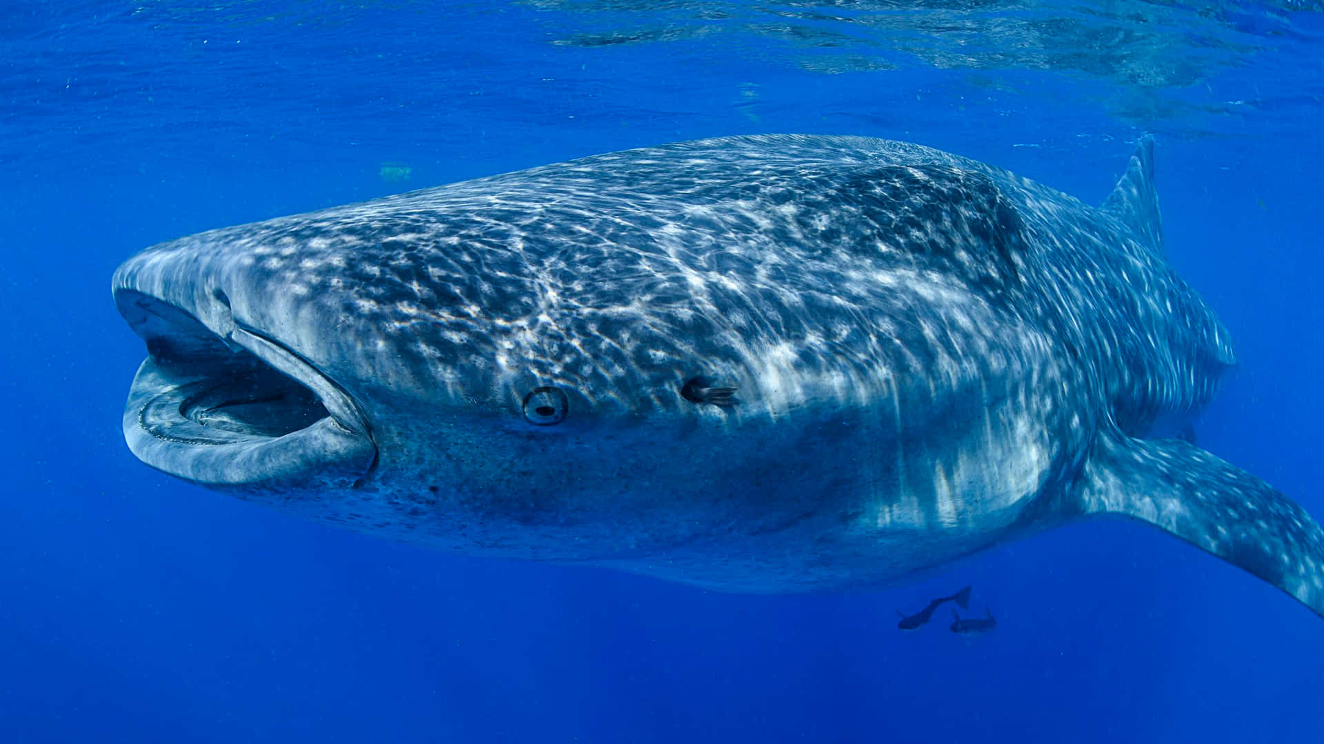 Close Encounter with a Whale Shark