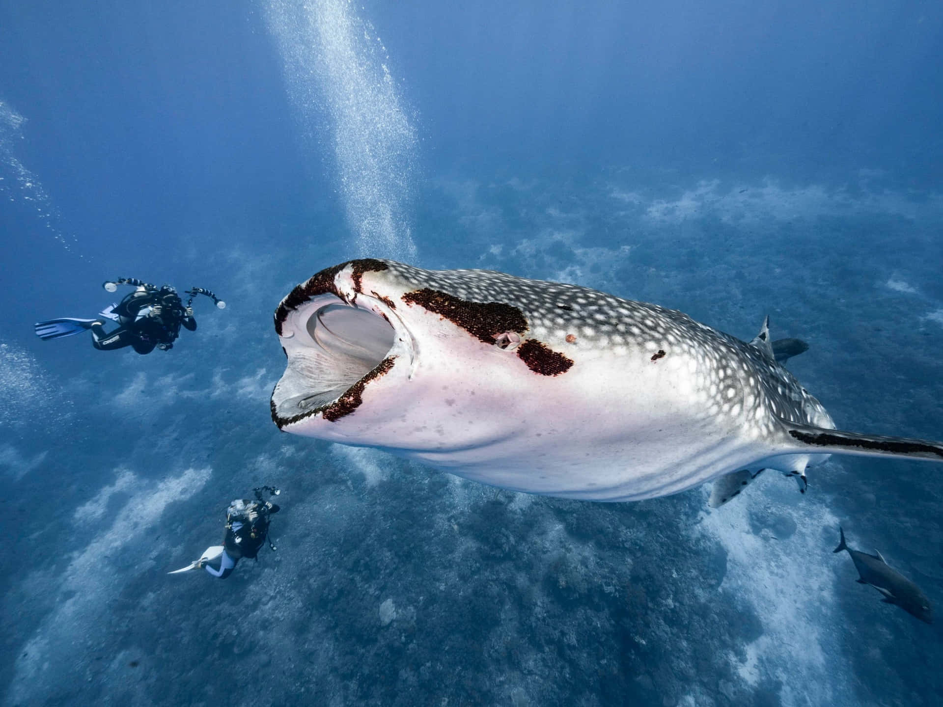 Admire the beauty of a majestic whale shark