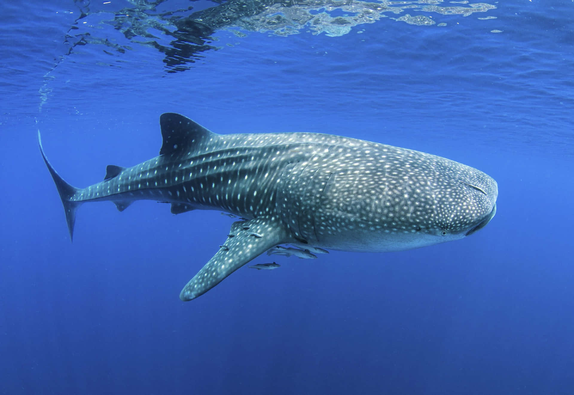 A whale shark swimming peacefully under the ocean