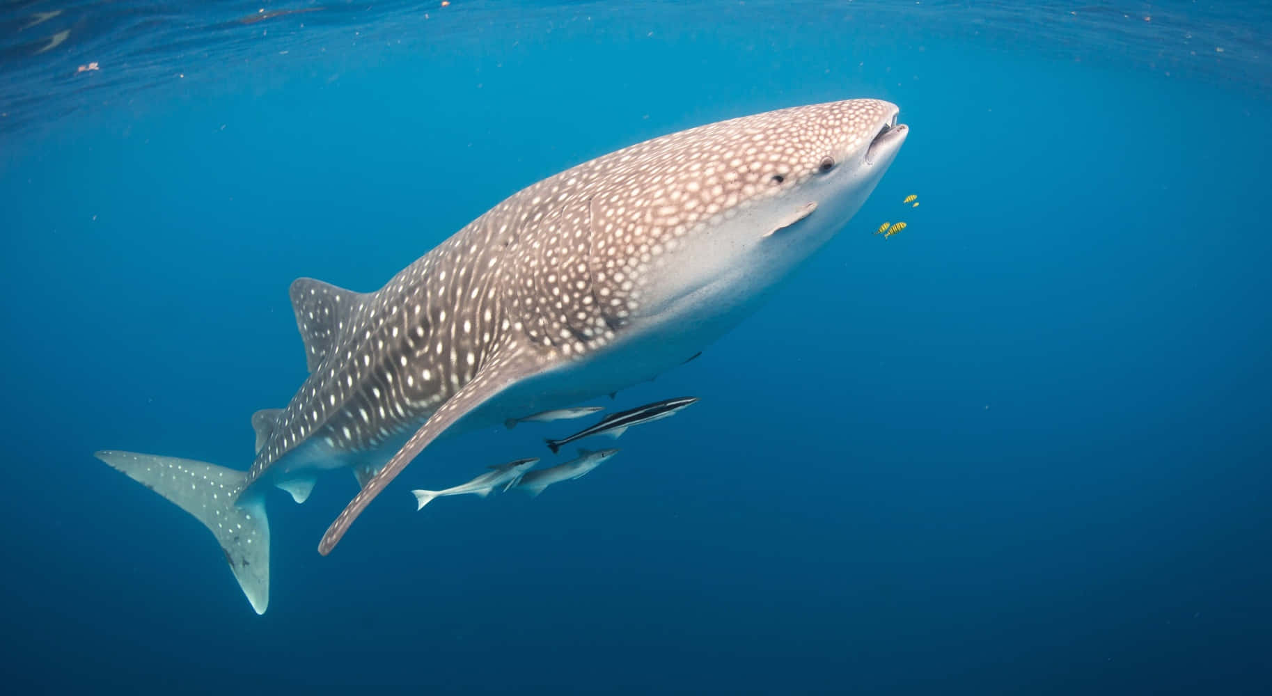A Friendly Whale Shark Swims in the Pristine, Blue Waters of the Caribbean Sea