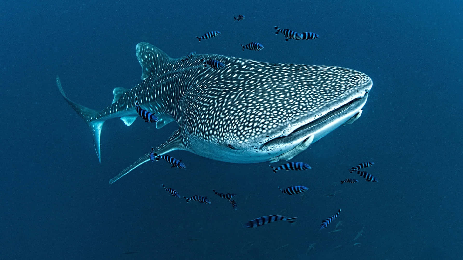 A majestic whale shark in its natural habitat