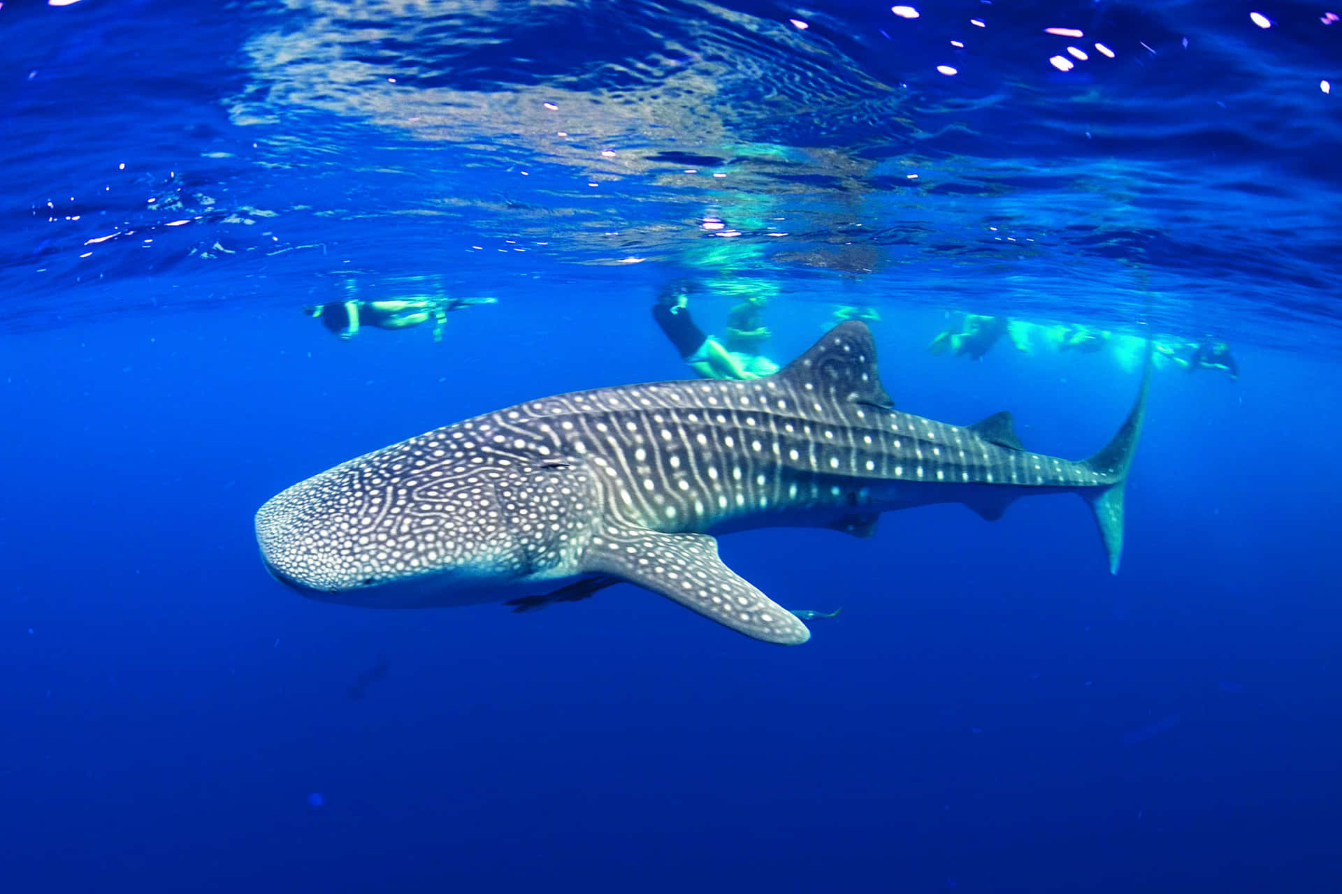 Enjoying the View From Above a Whale Shark