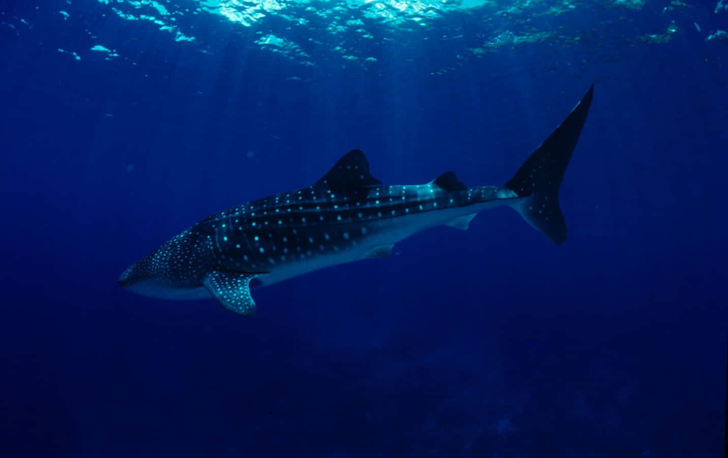 Peerless Underwater Majesty – A Whale Shark