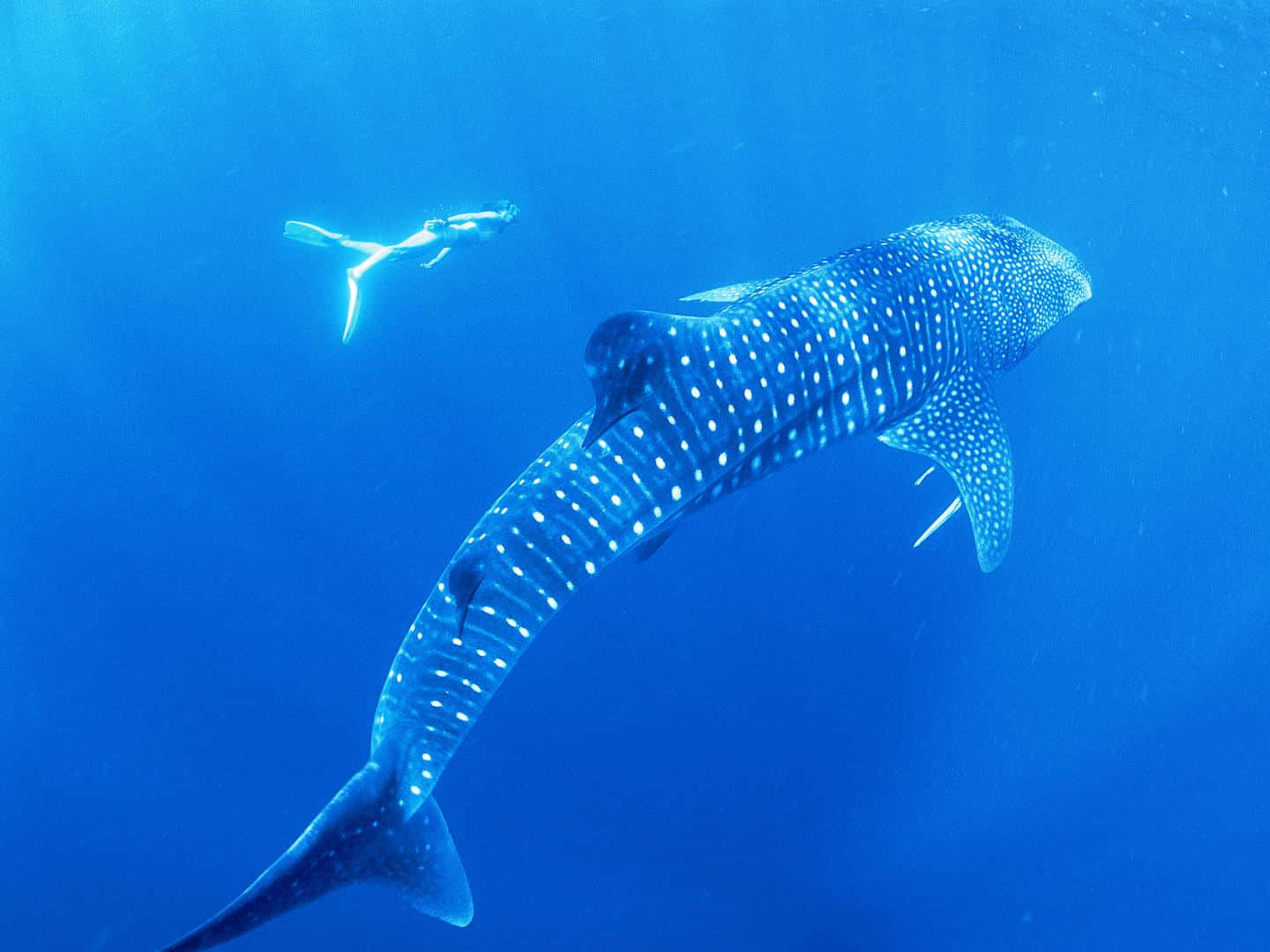 "Swimming with the Whale Shark, the Largest Fish in the Sea"