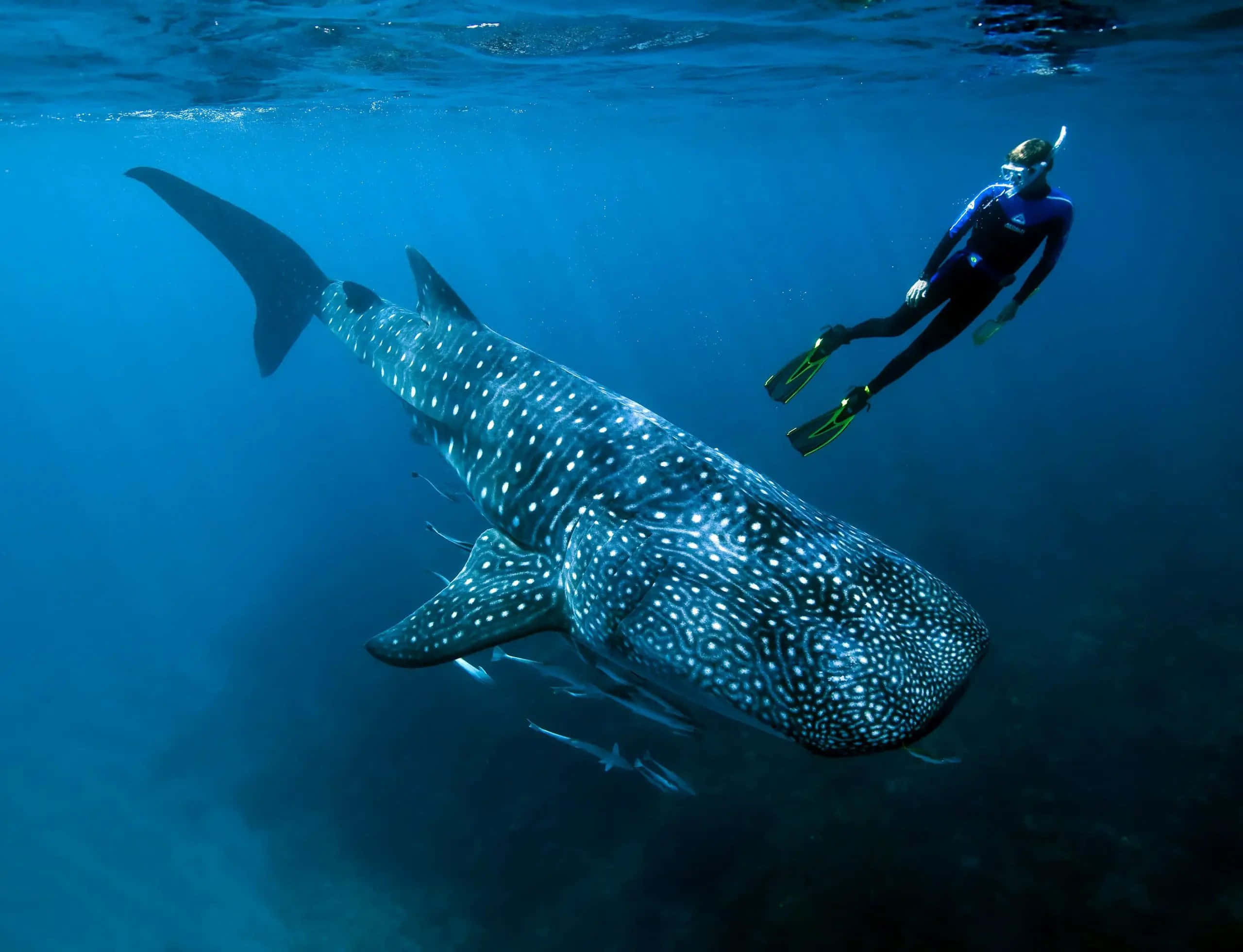An up close view of the majestic Whale Shark, the largest fish in the sea