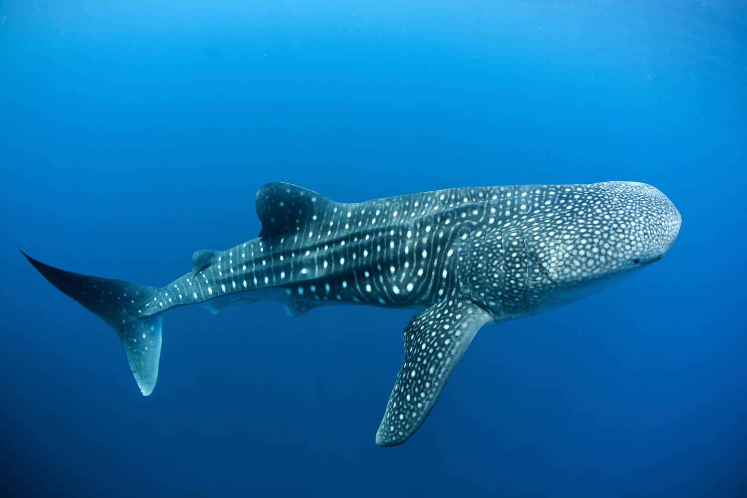 Glimpse of the Majesty of the Whale Shark