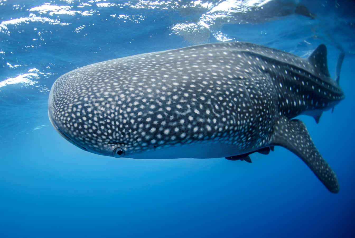 "Beneath the Surface: A Whale Shark Gliding Through Open Waters"