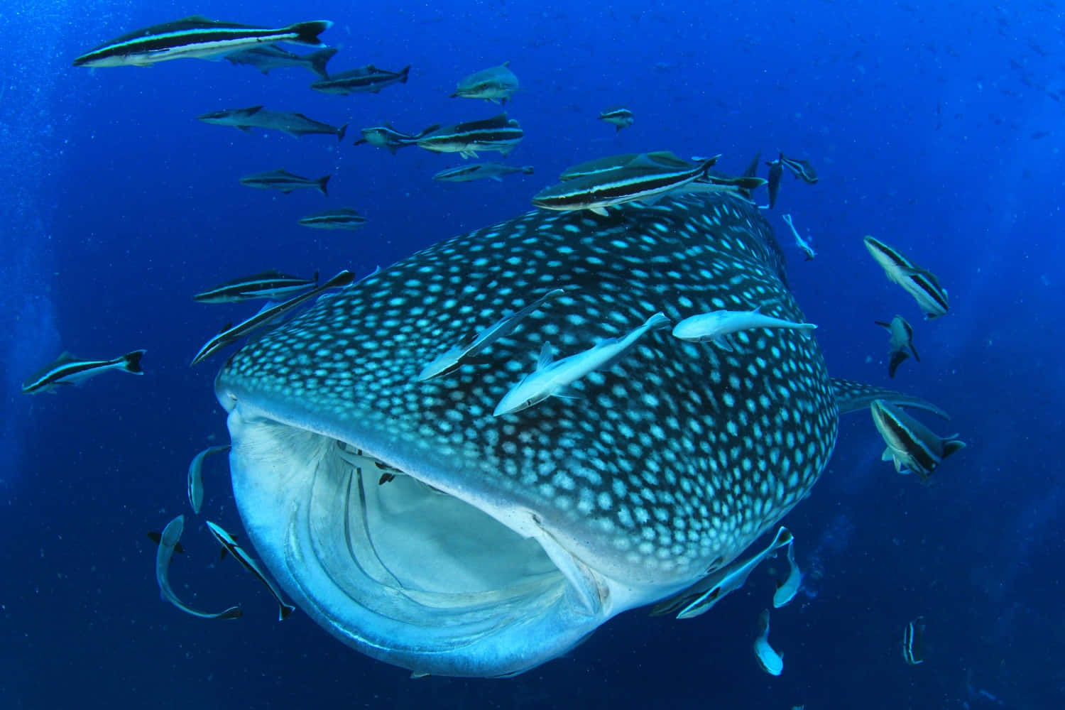 Diving With Spectacular Whale Sharks