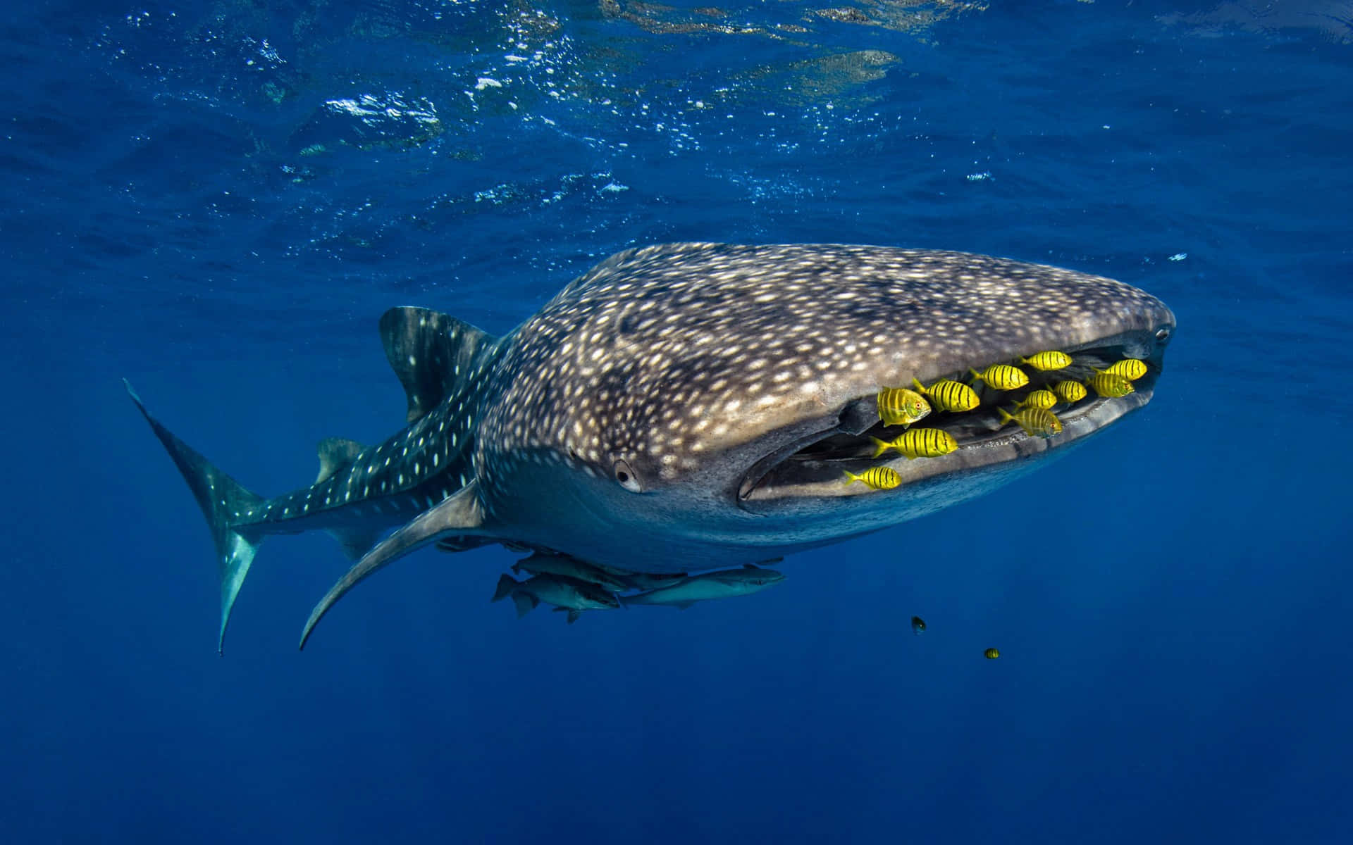 Get Up Close and Personal With a Whale Shark