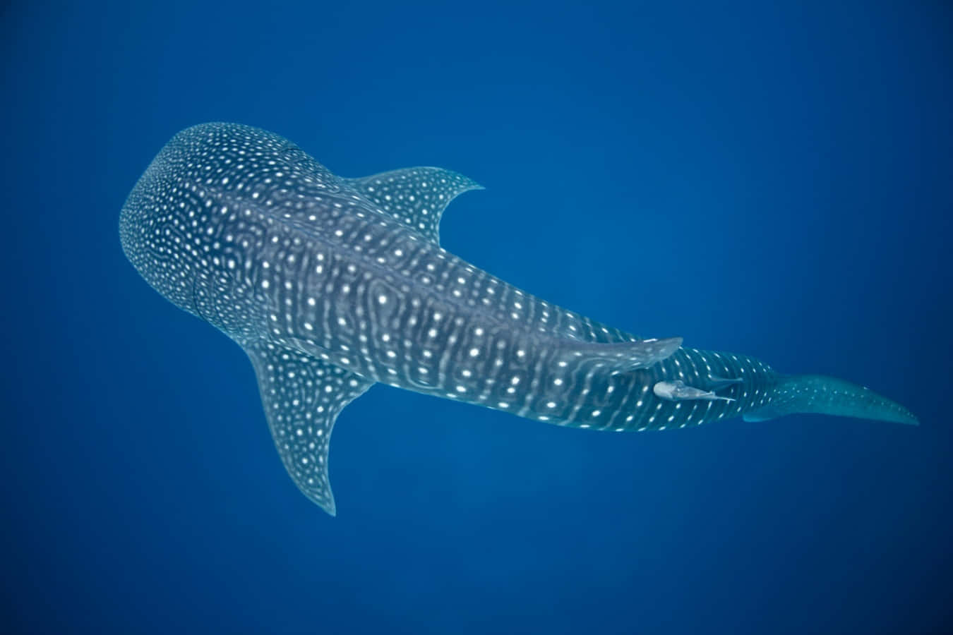 A Beautiful Whale Shark Swimming in the Oceans
