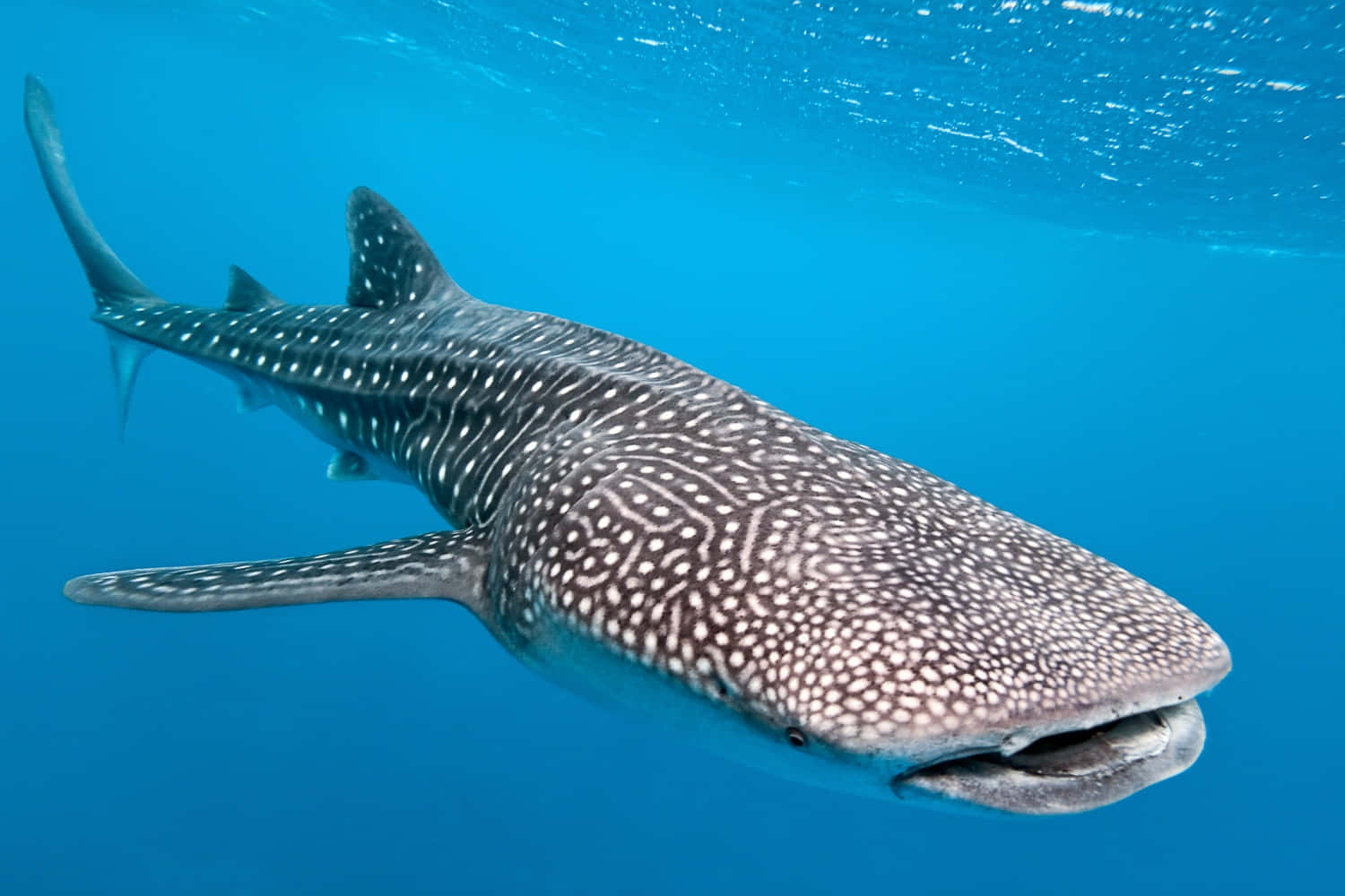 A majestic whale shark glides gracefully through the crystal blue ocean.