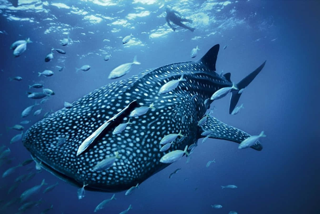 Whale Sharks In The Philippines