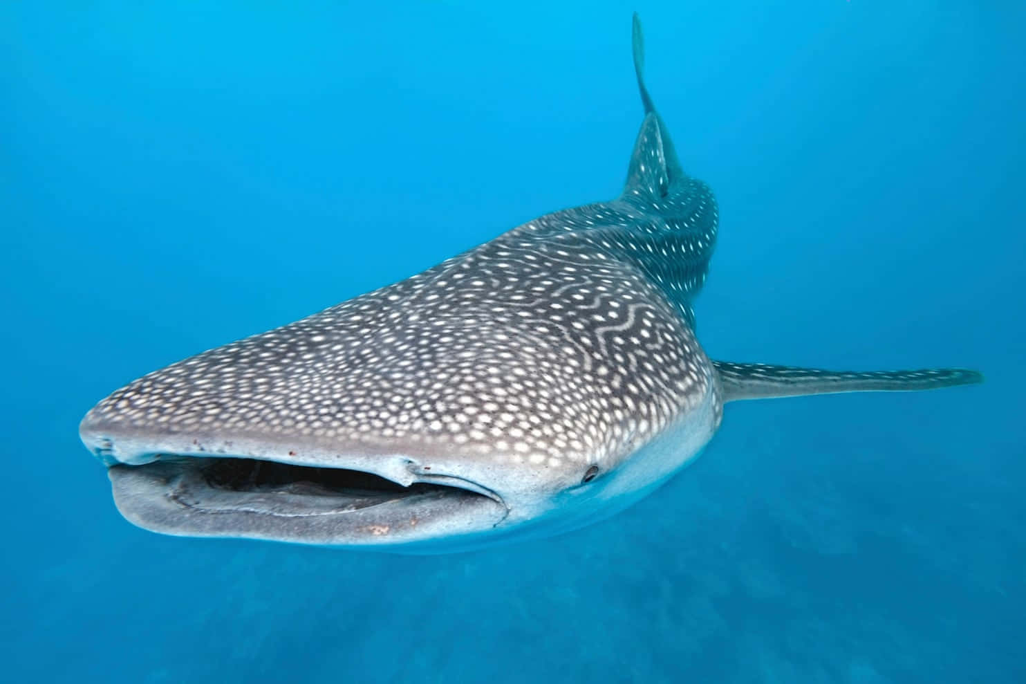 A majestic Whale Shark swimming among coral