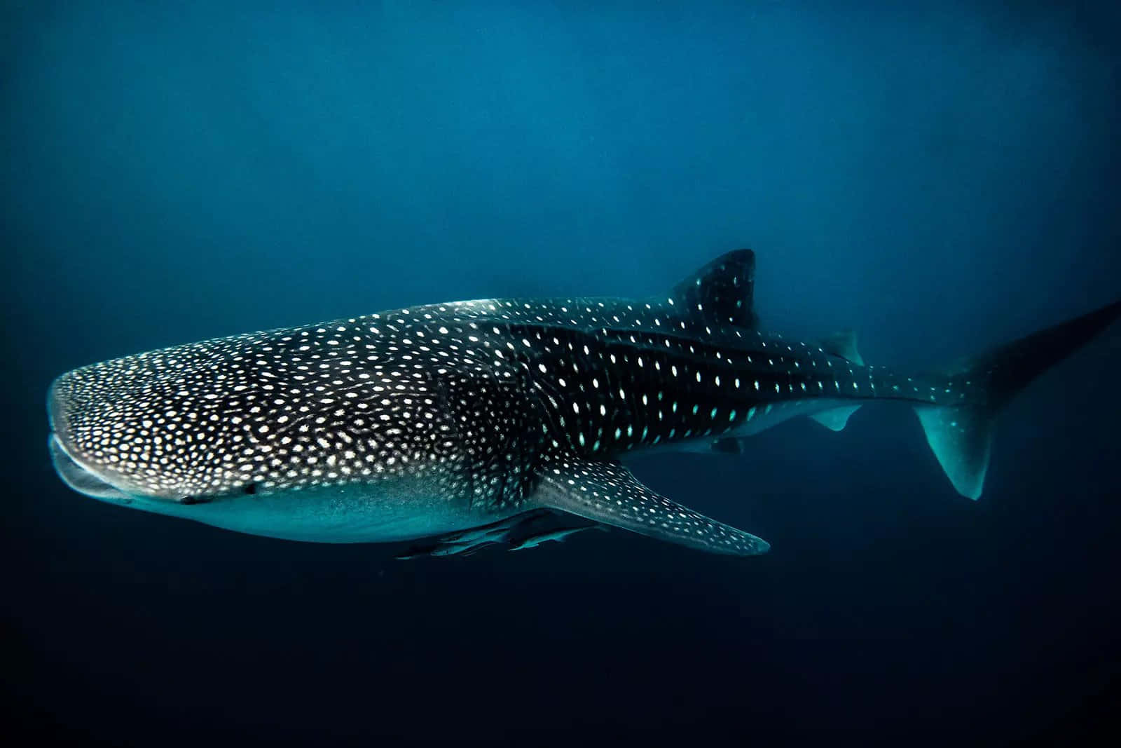 A Whale Shark Swimming In The Ocean