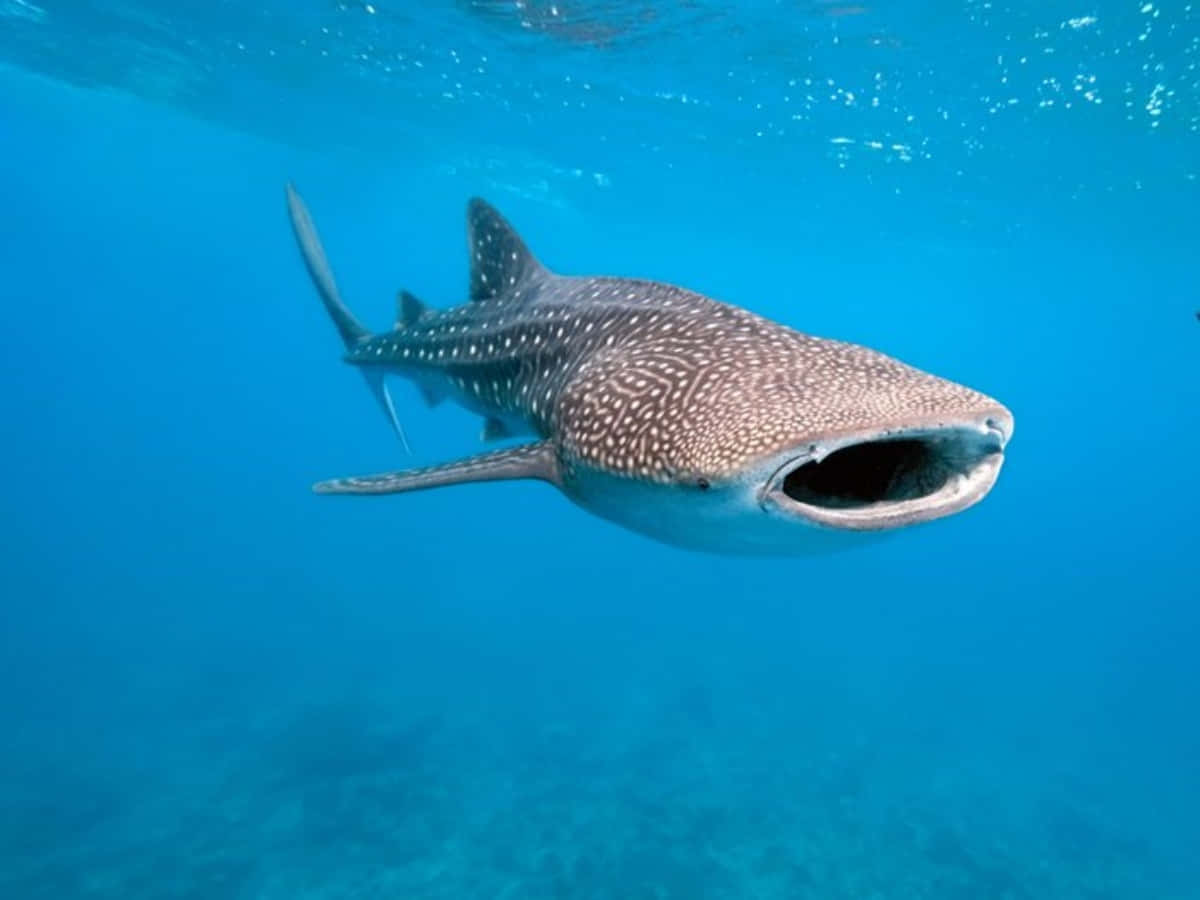 A close-up of a majestic whale shark in an enchanting underwater world