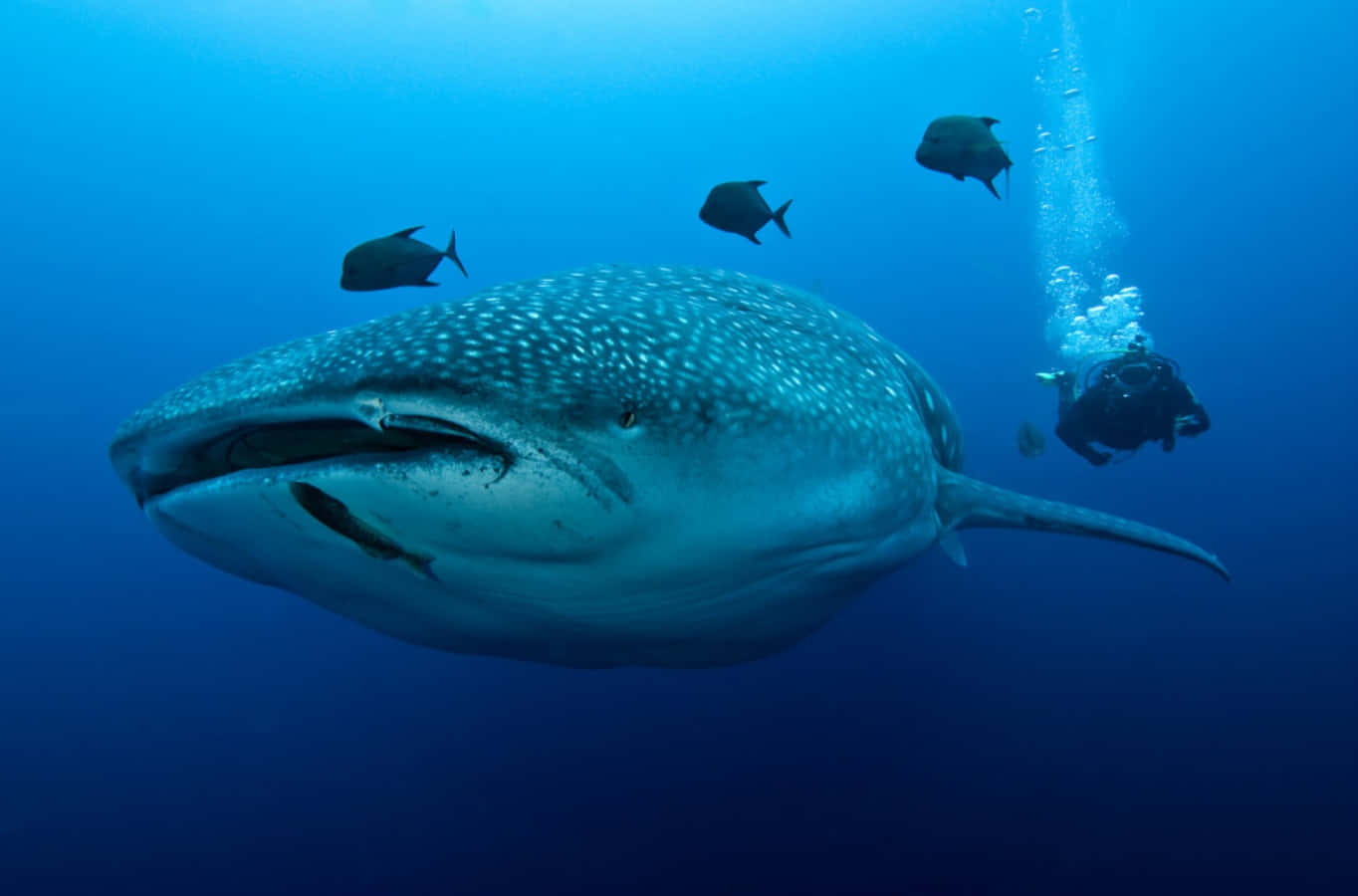 Resting Whale Shark in Blue Ocean