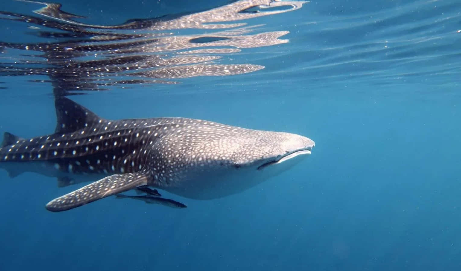 "Snorkeling with a Whale Shark"